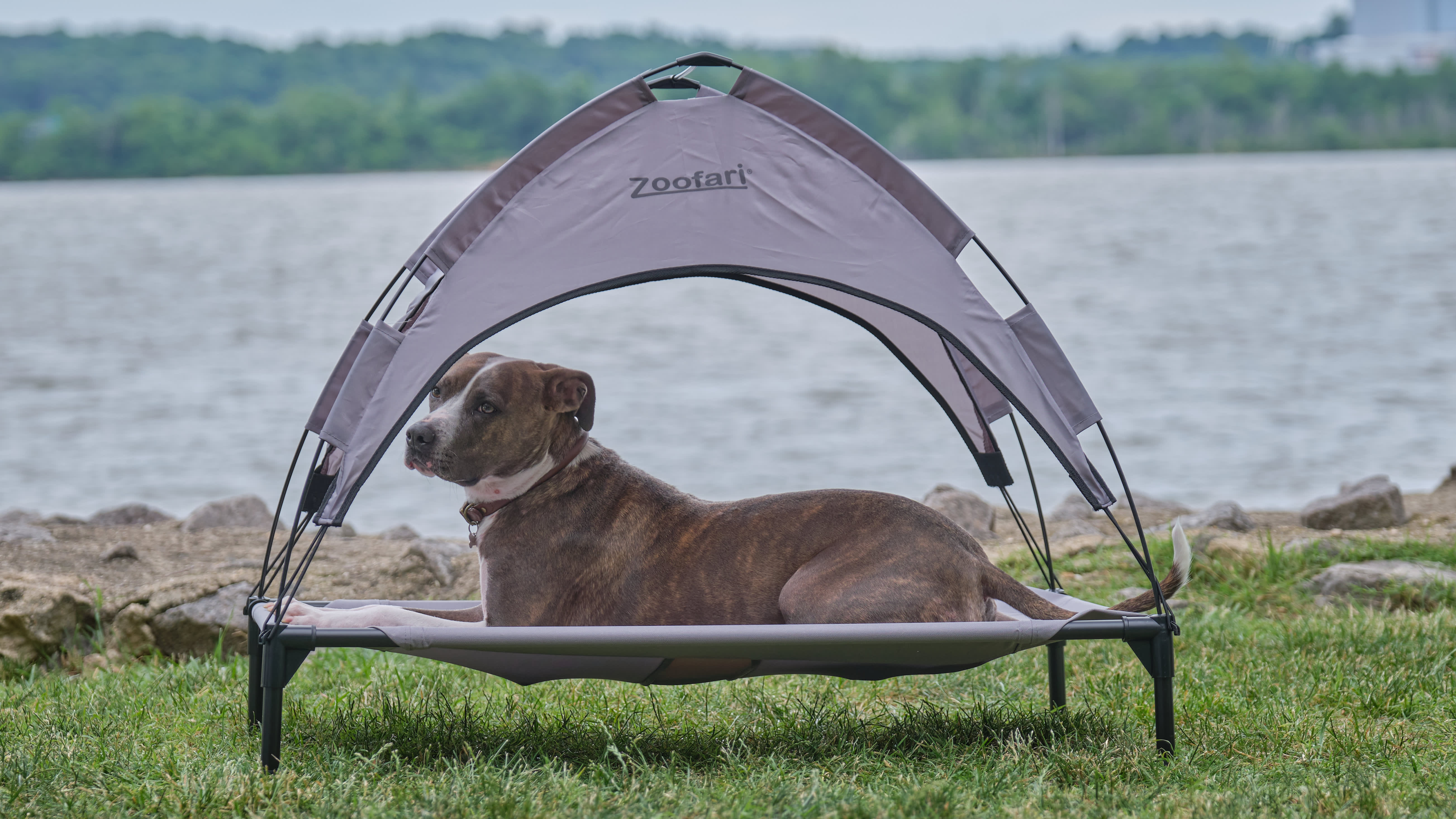 Lidl Has Brought Back Its Dog Canopy Bed So Pup Can Enjoy Summer In Style | Apartment Therapy
