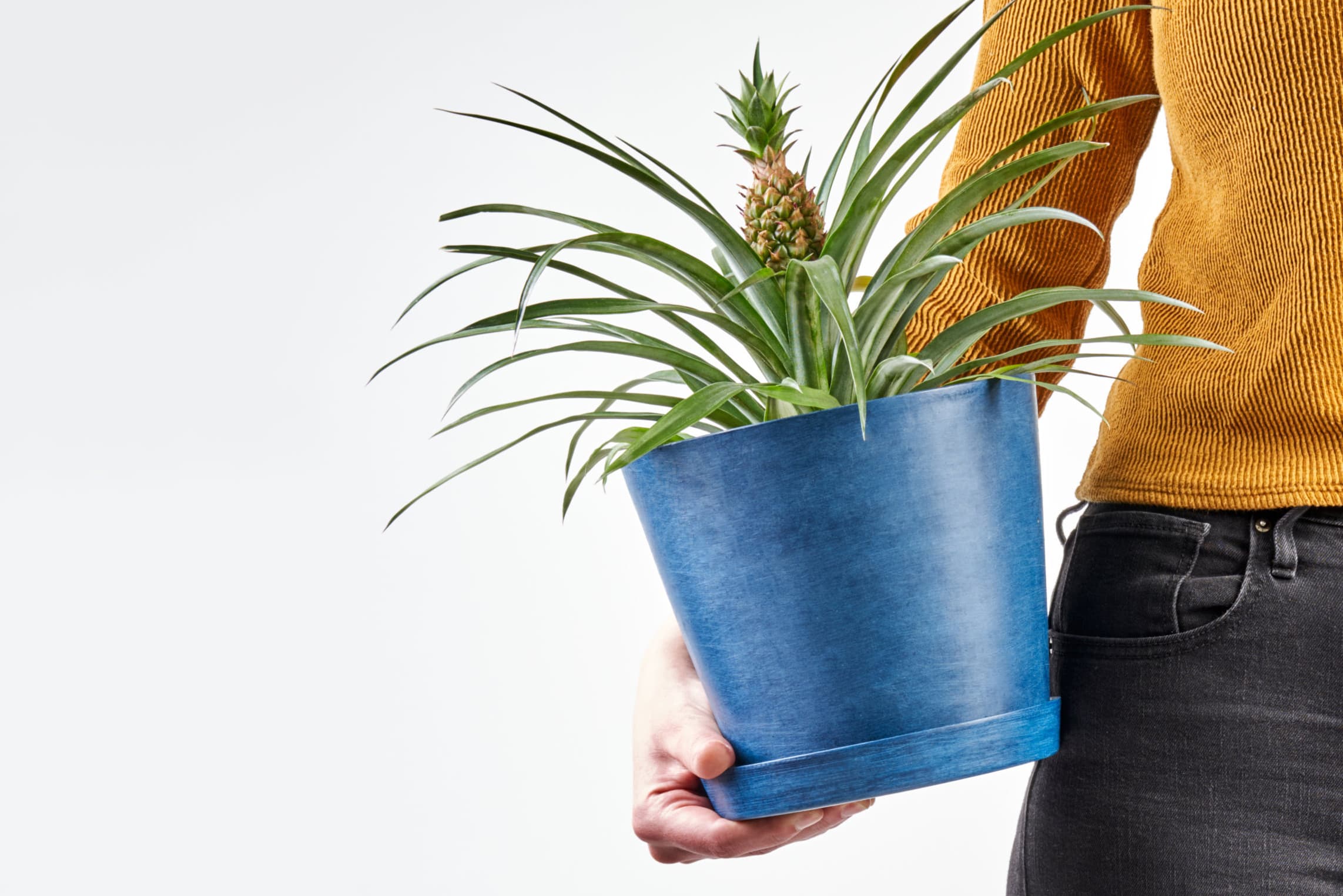 Bloomscape Launches New Carnivorous Plant Collection