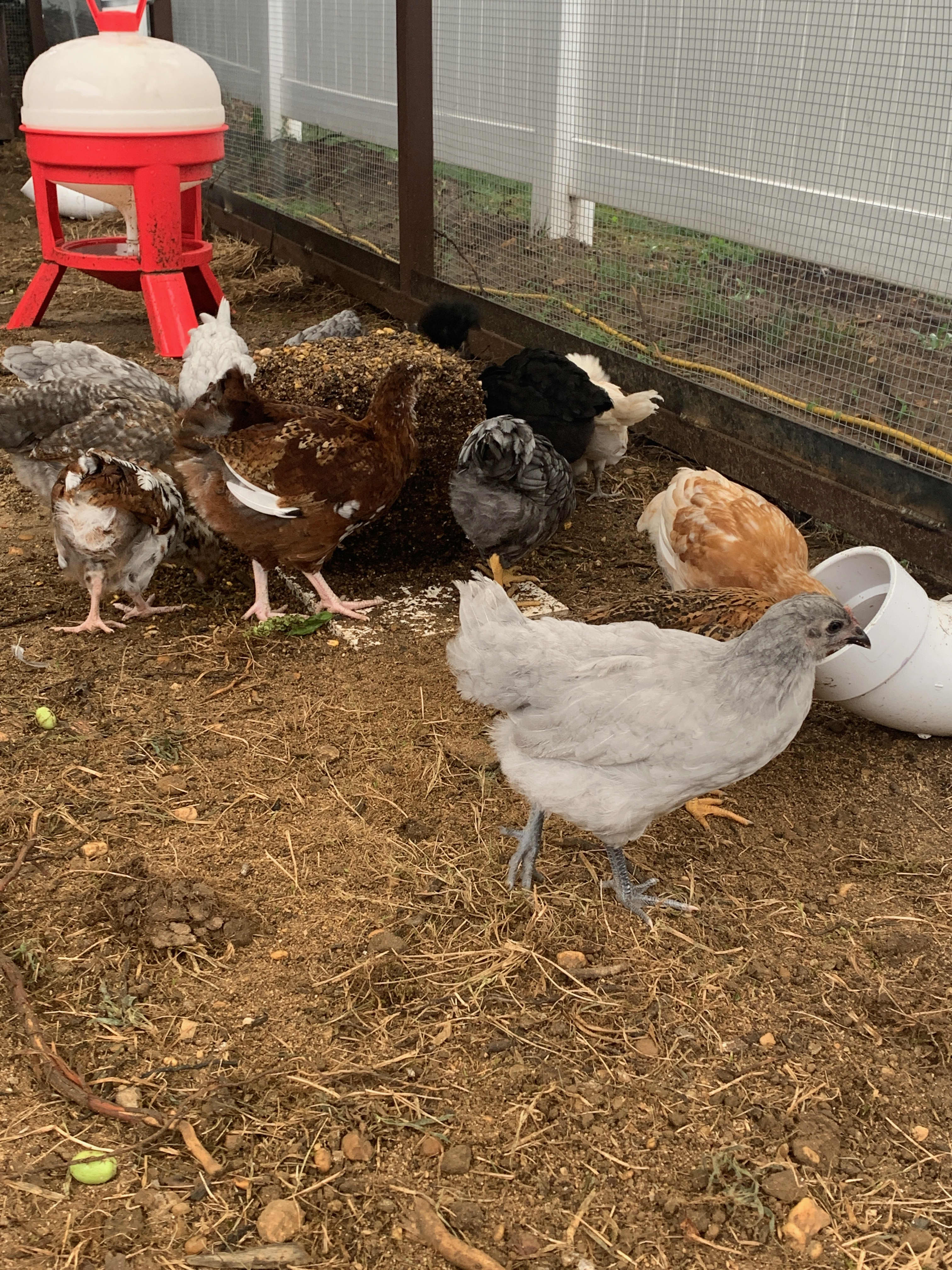 keeping chickens in nj