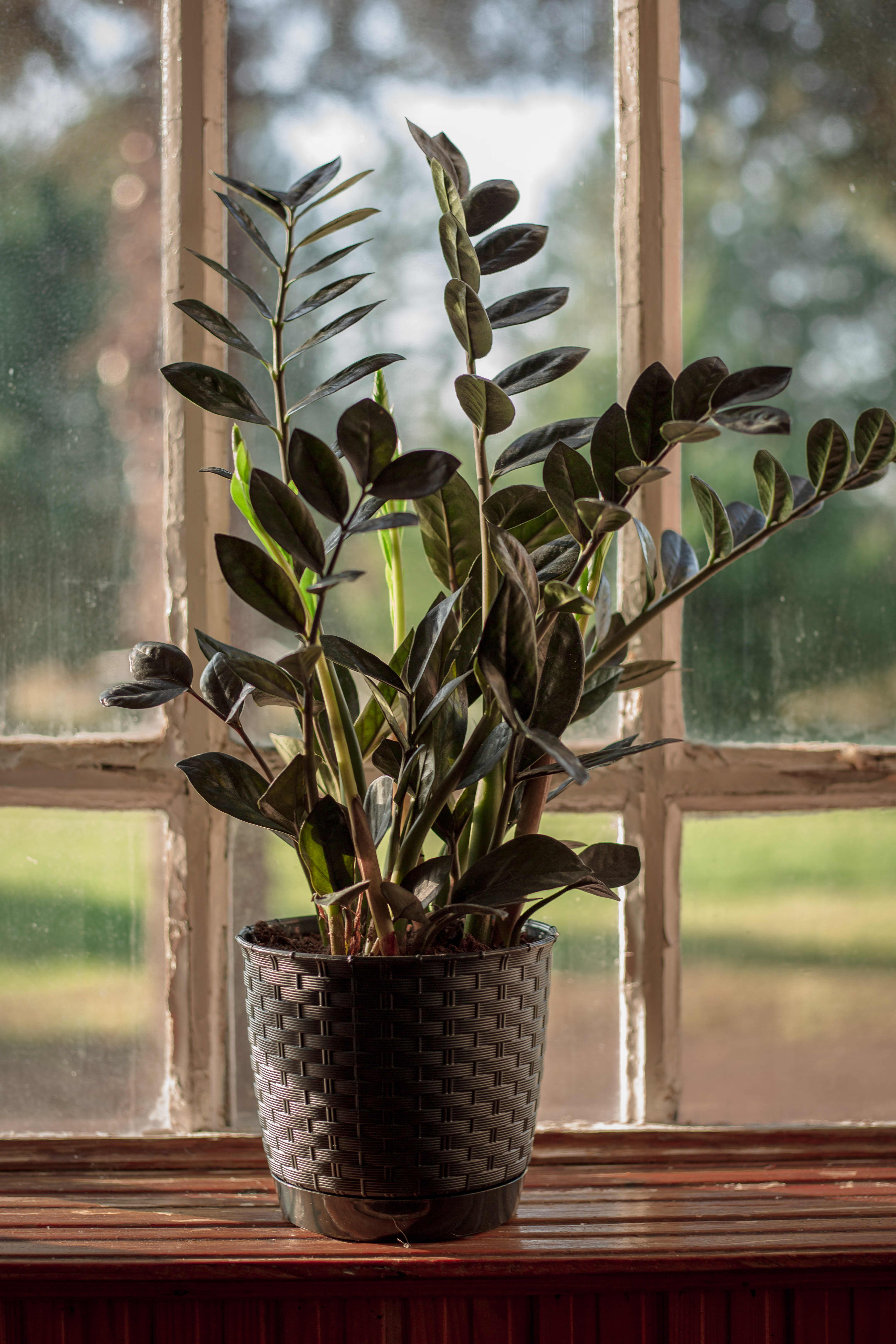 10 Plants Apartment Therapy