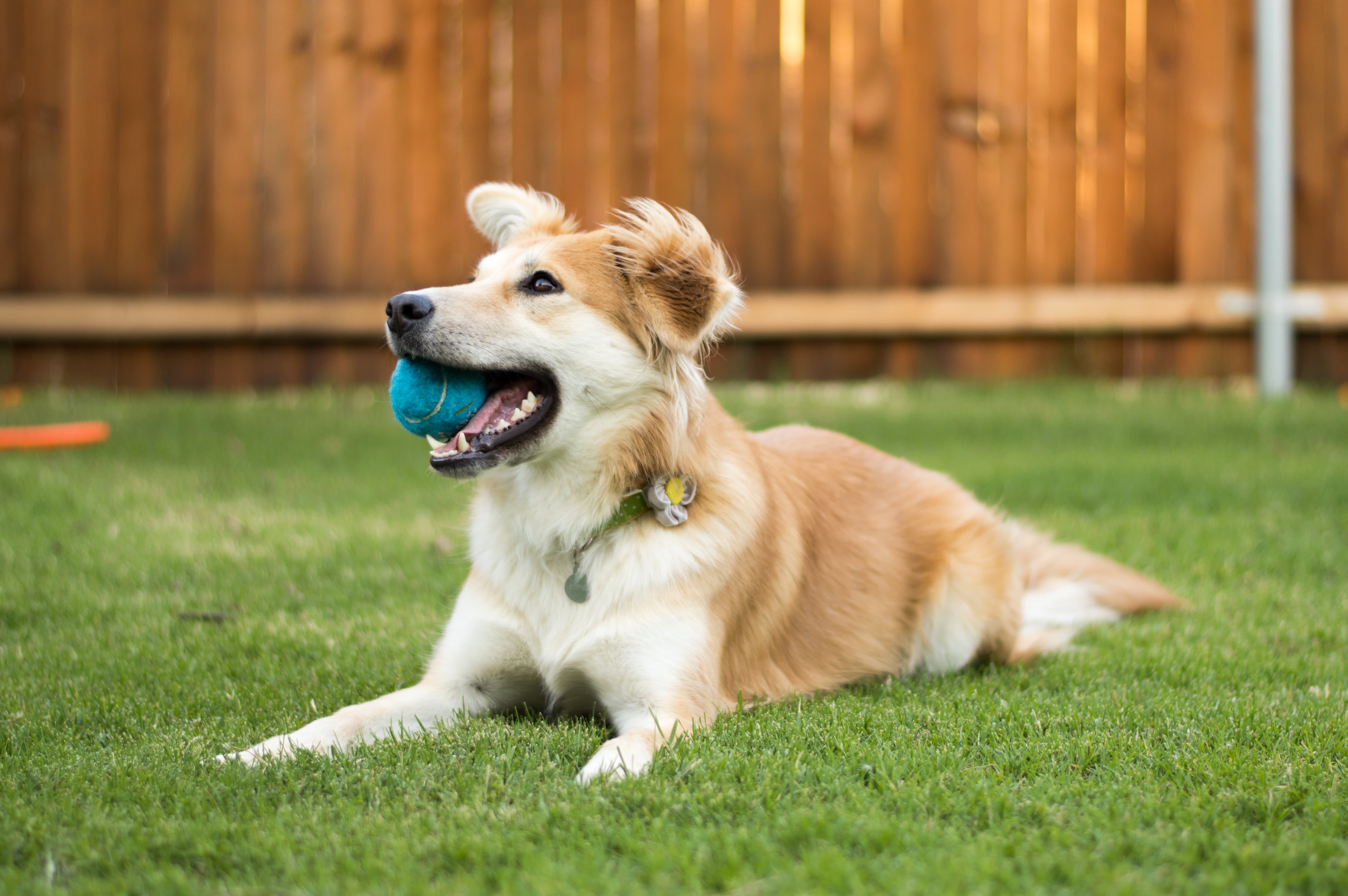 Homemade activities to keep your dog busy during quarantine