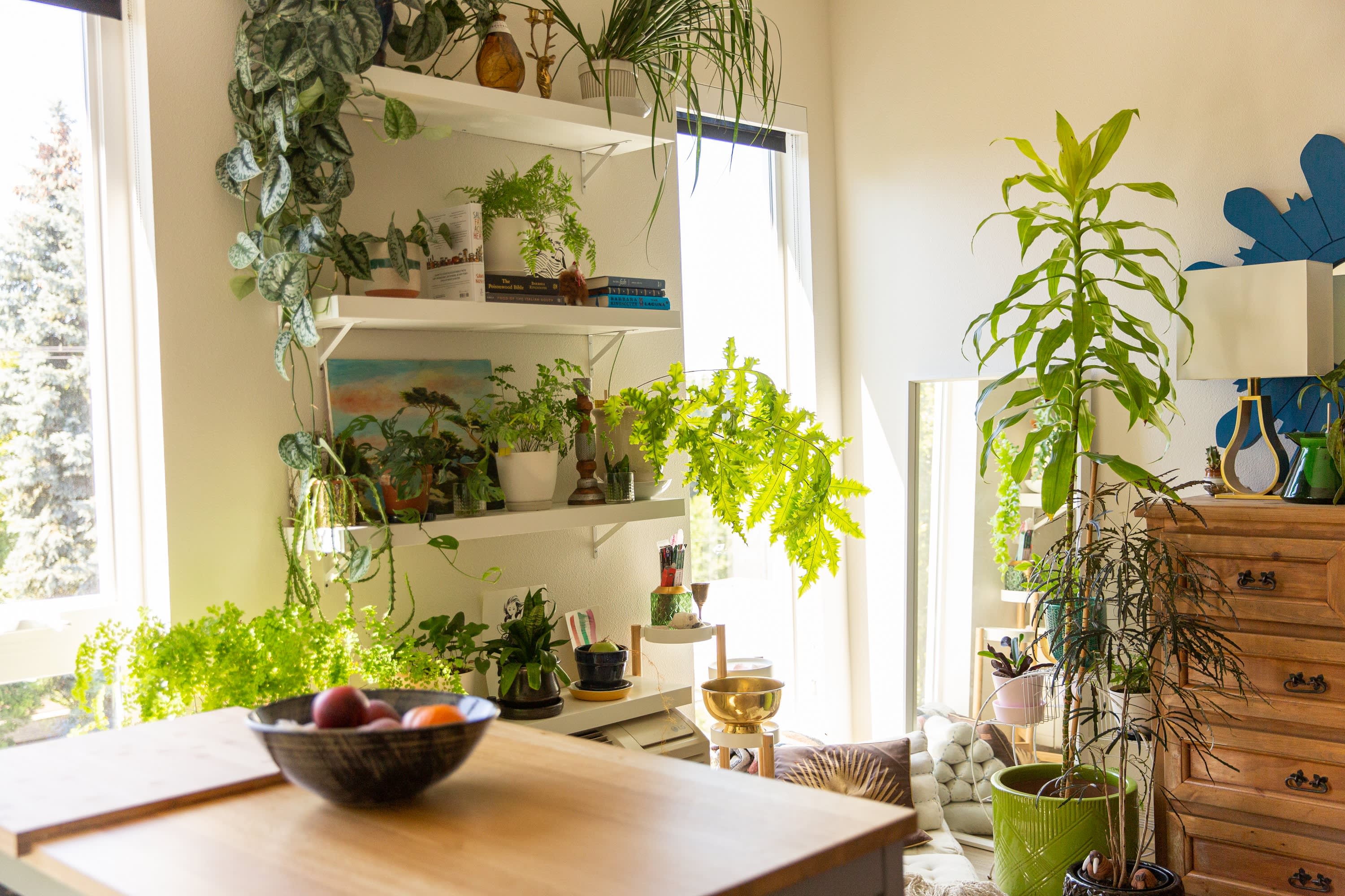 tall lucky bamboo plants Lucky Bamboo Sticks (Dracaena Sanderiana) main image 0