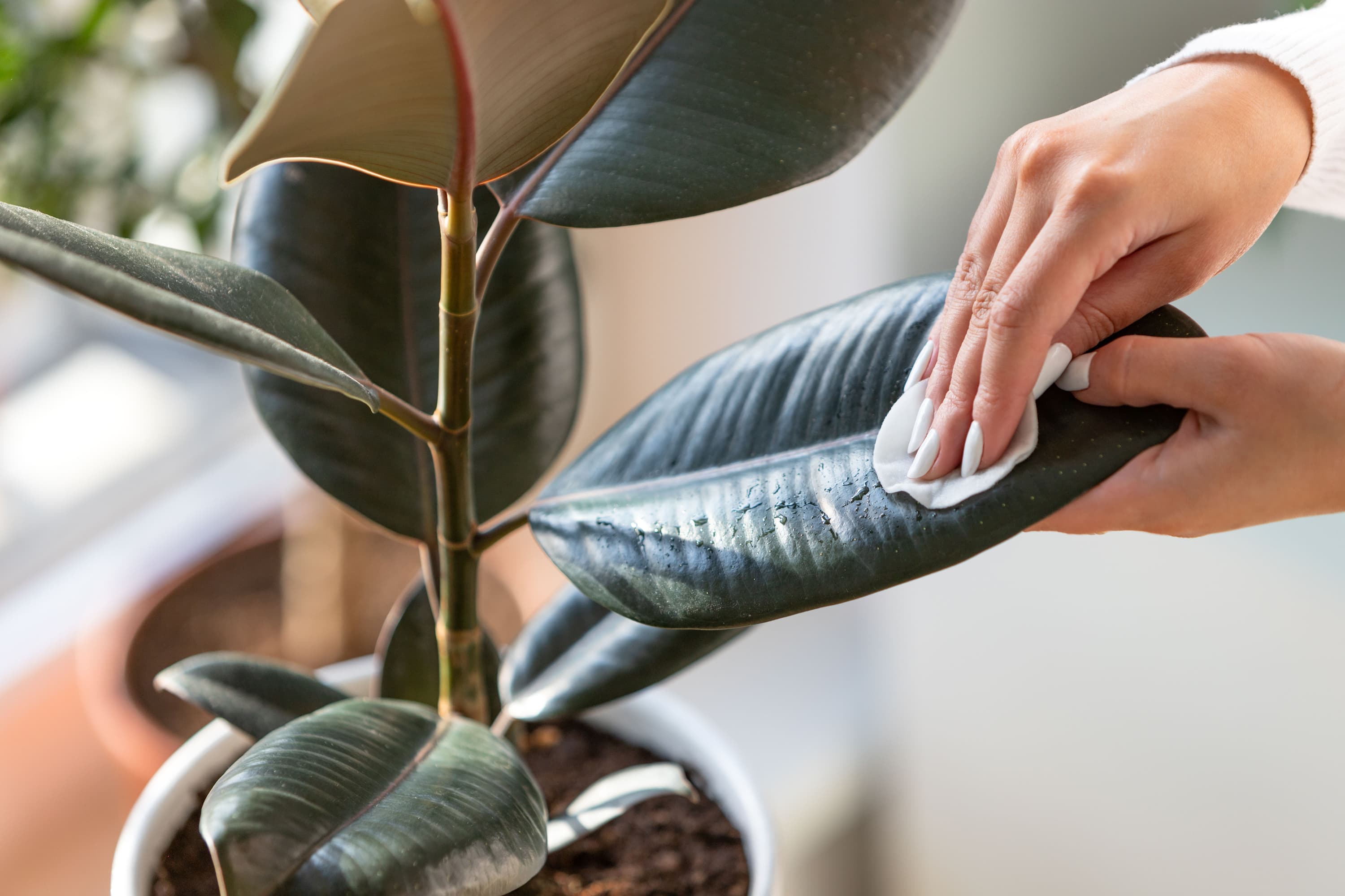 How to clean dusty houseplant leaves using a DIY leaf shine!