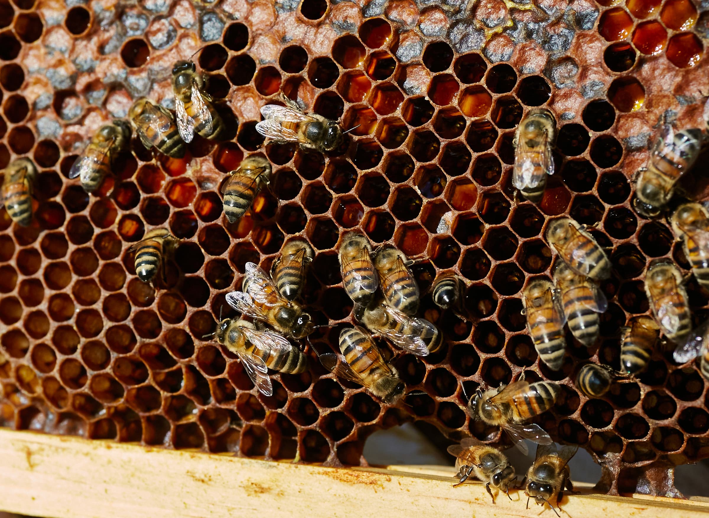 Tampa Bay's TikTok-famous beekeeper finds success with sweat and honey