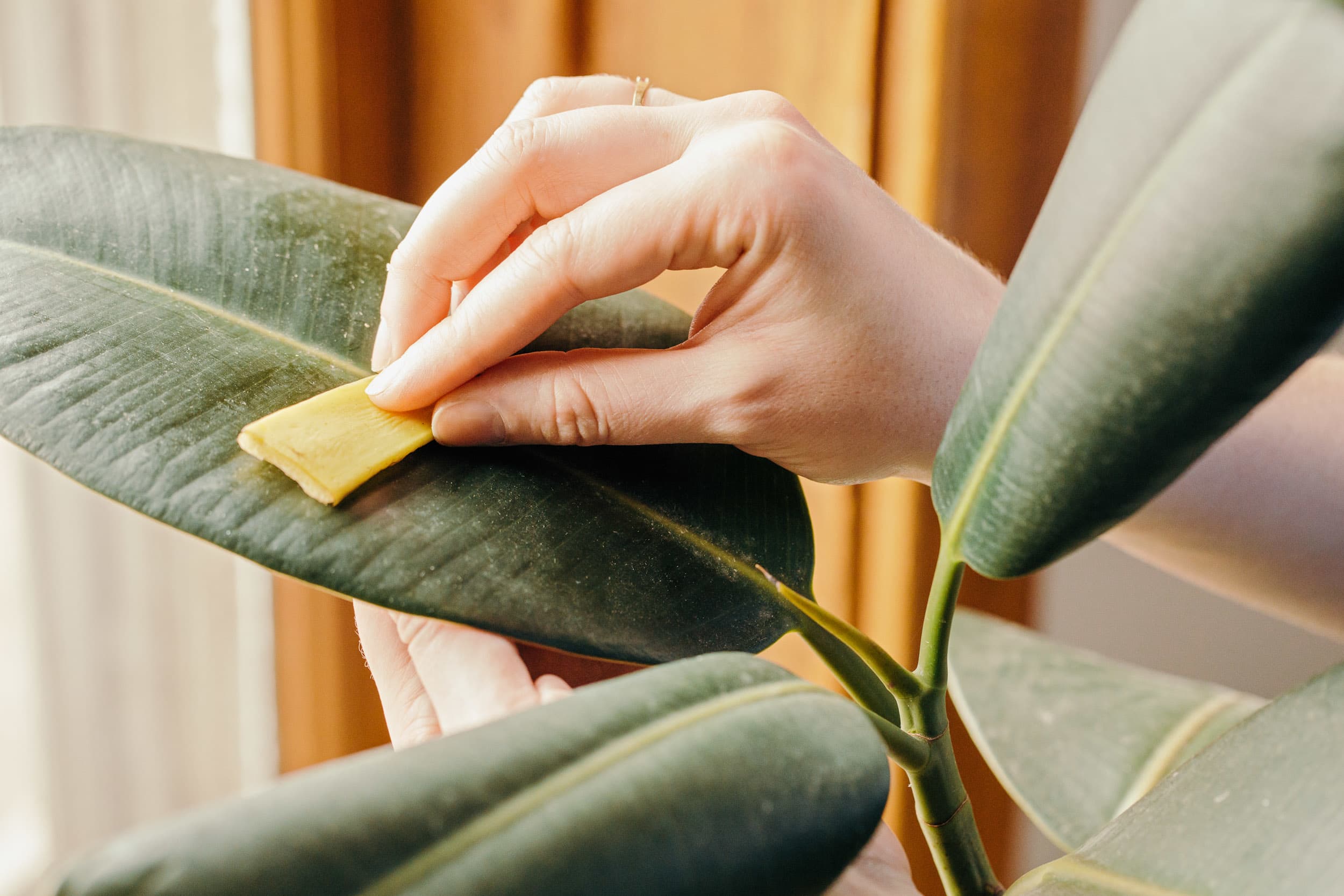 Use Banana Peels to Dust and Fertilize Plants | The Kitchn