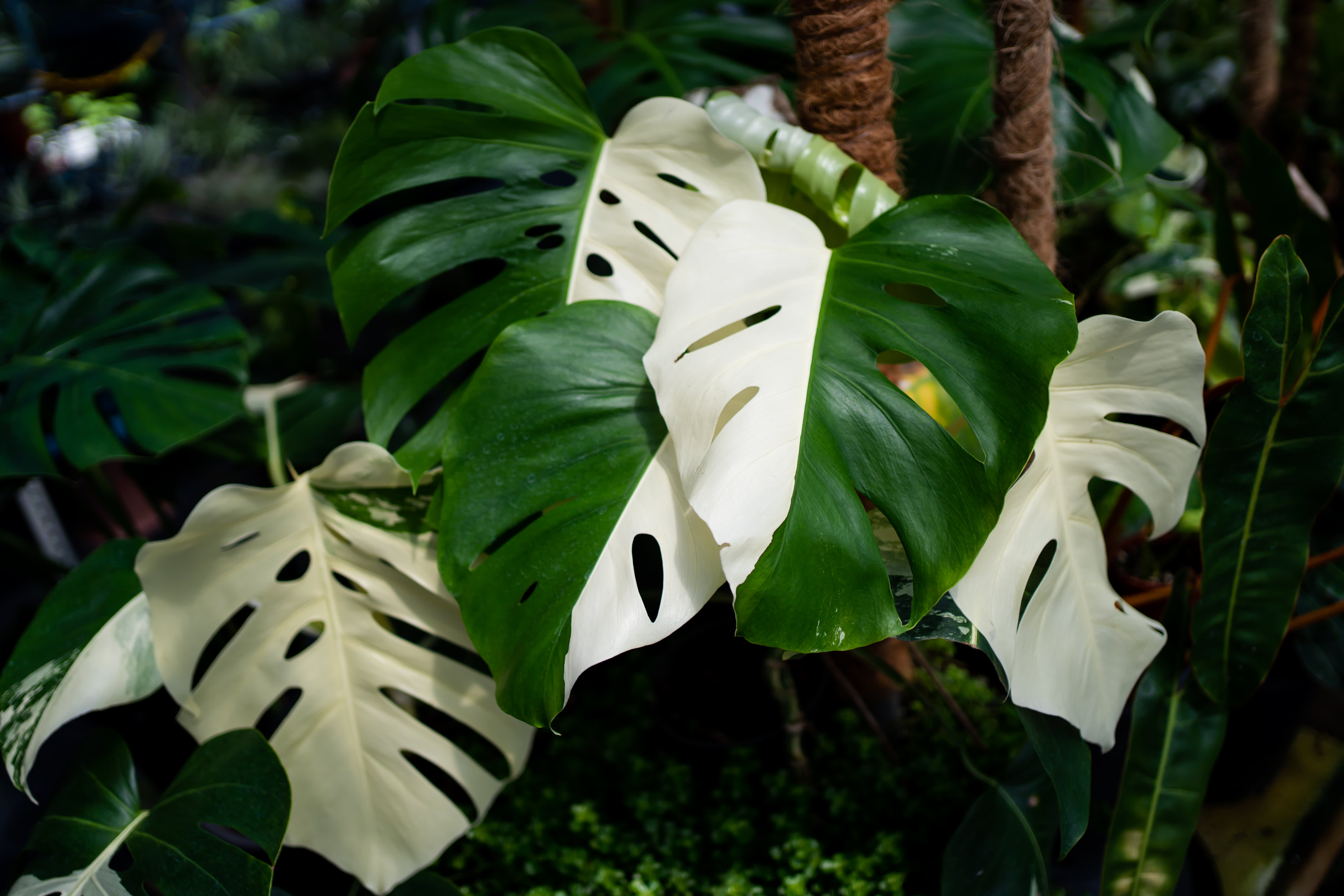 variegated houseplants