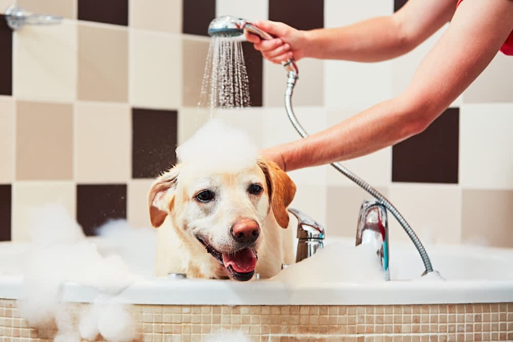 Do's and Don'ts When Dog Grooming At Home