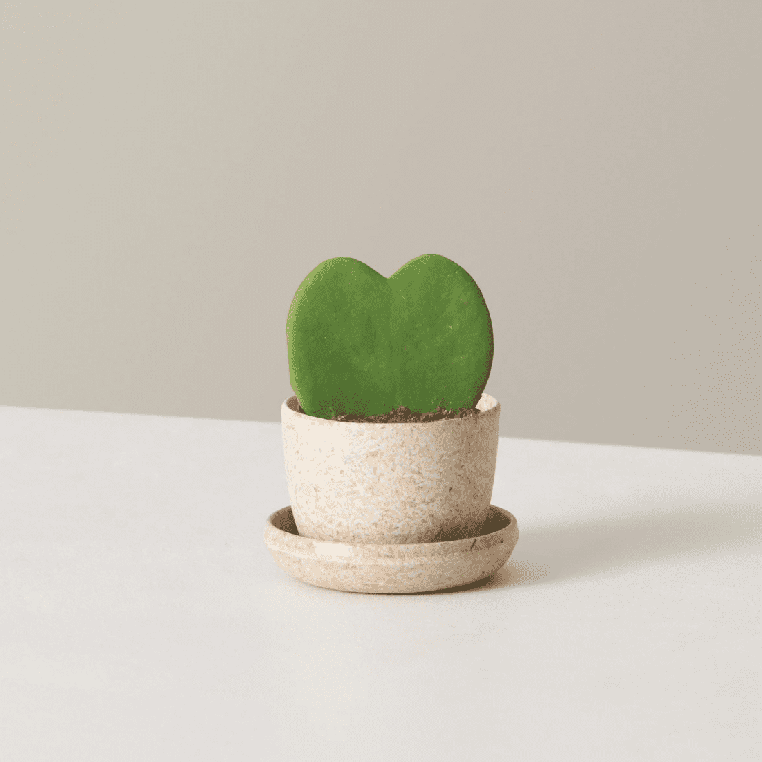 Potted Hearts Plant Kit