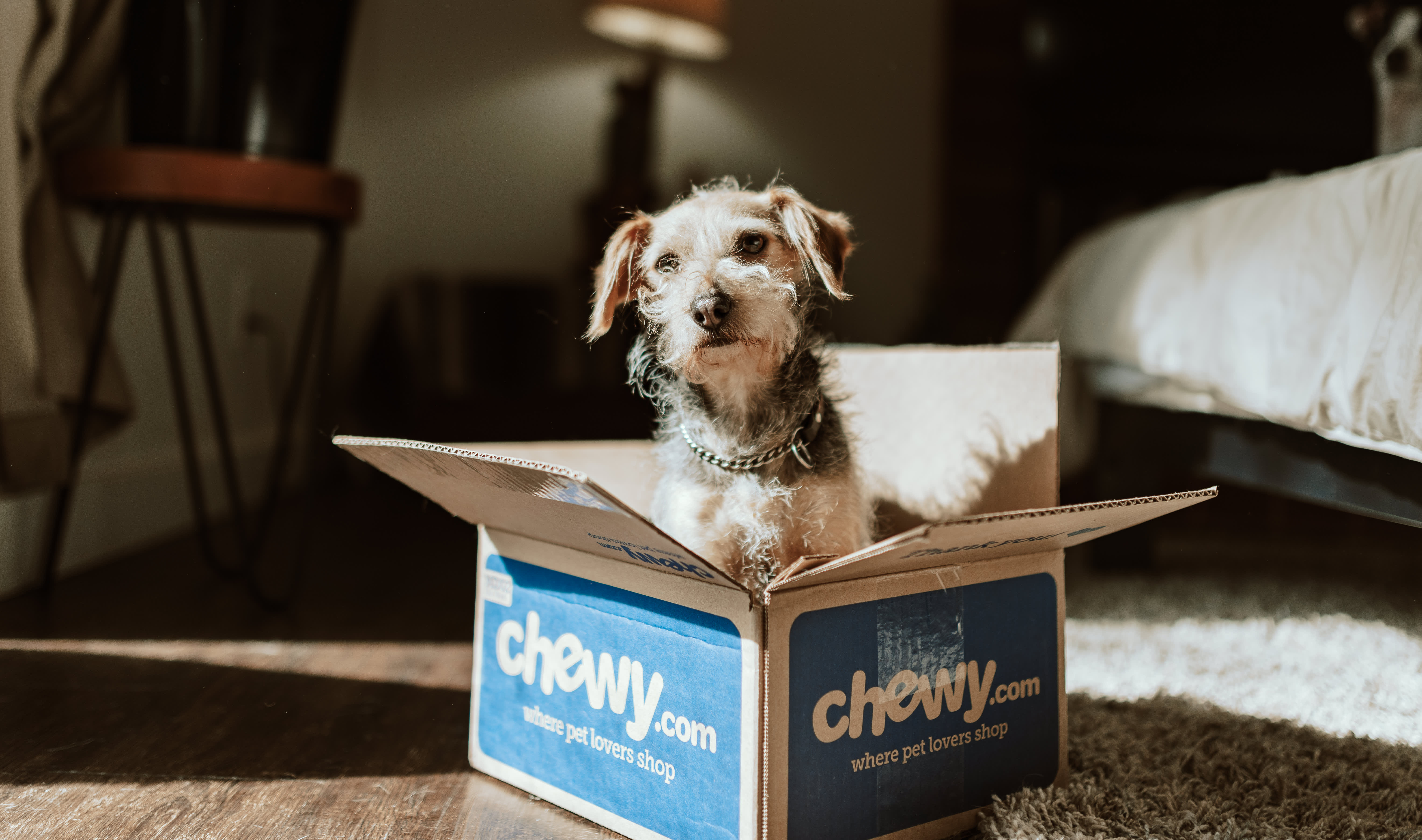 Furbo chewy on sale