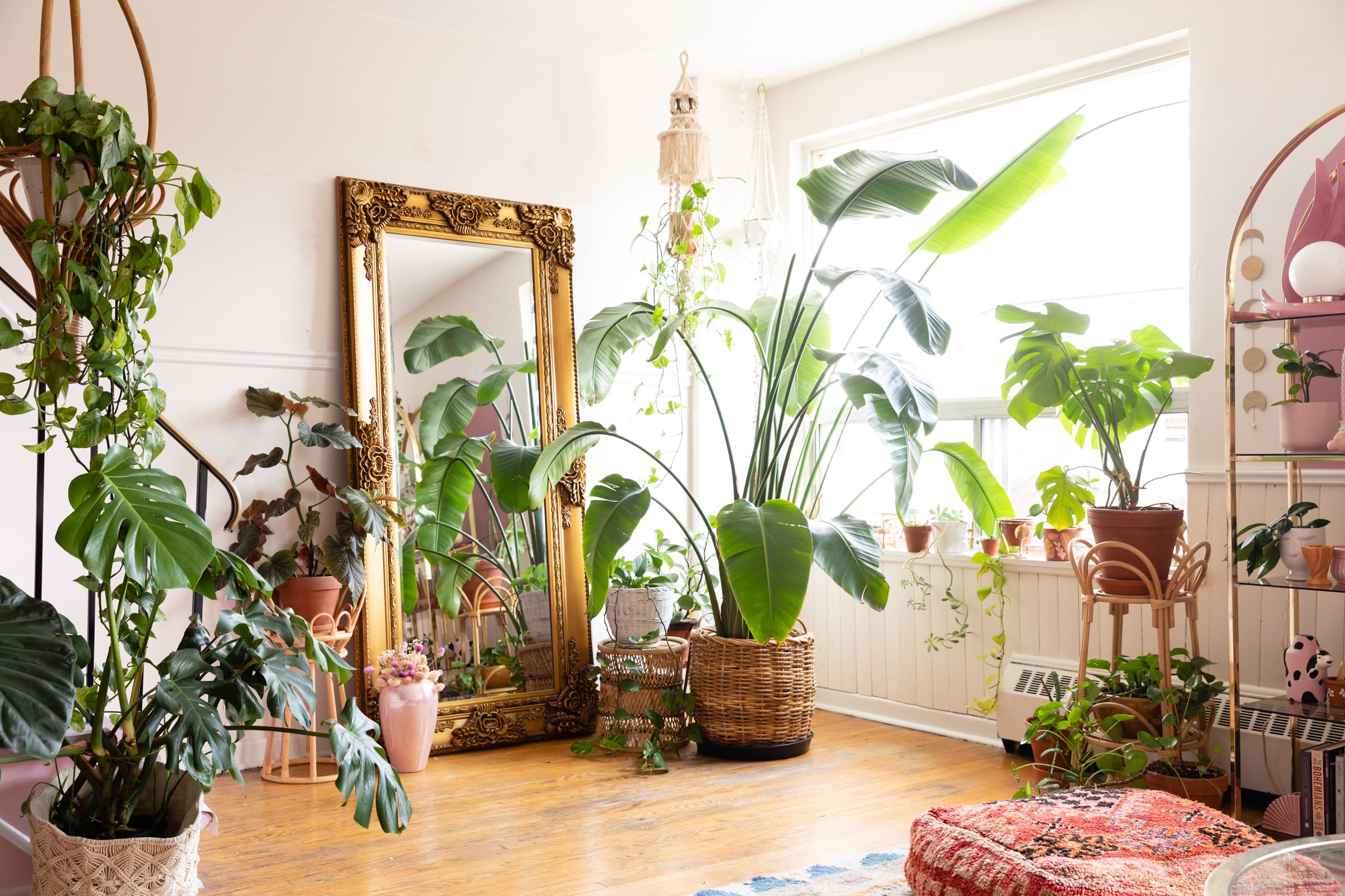 The 5 Most Popular Houseplants of 2024, According to a ...
