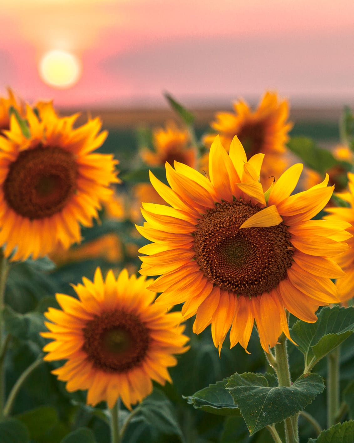 What the War in Ukraine Means for the Sunflower Oil Supply | The