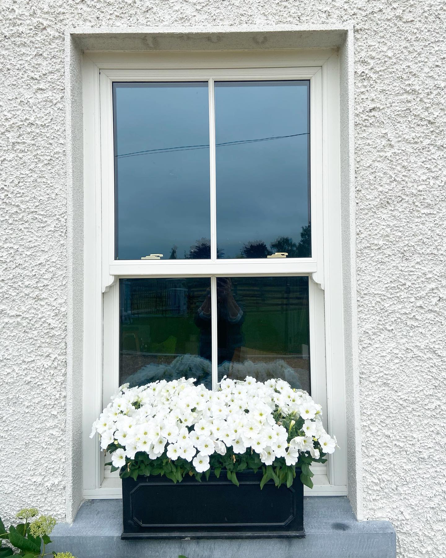 20 Window Box Flower Ideas With Photos of Inspiring Plantings ...