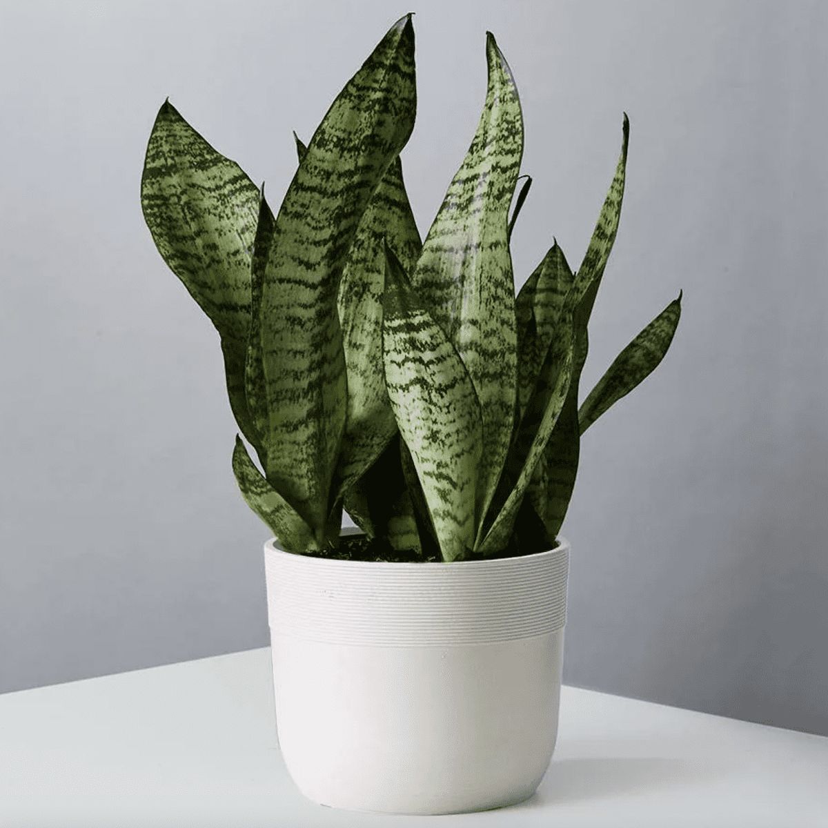 10 Budget-Friendly Sources for Buying Plants Online 2024 | Apartment Therapy
