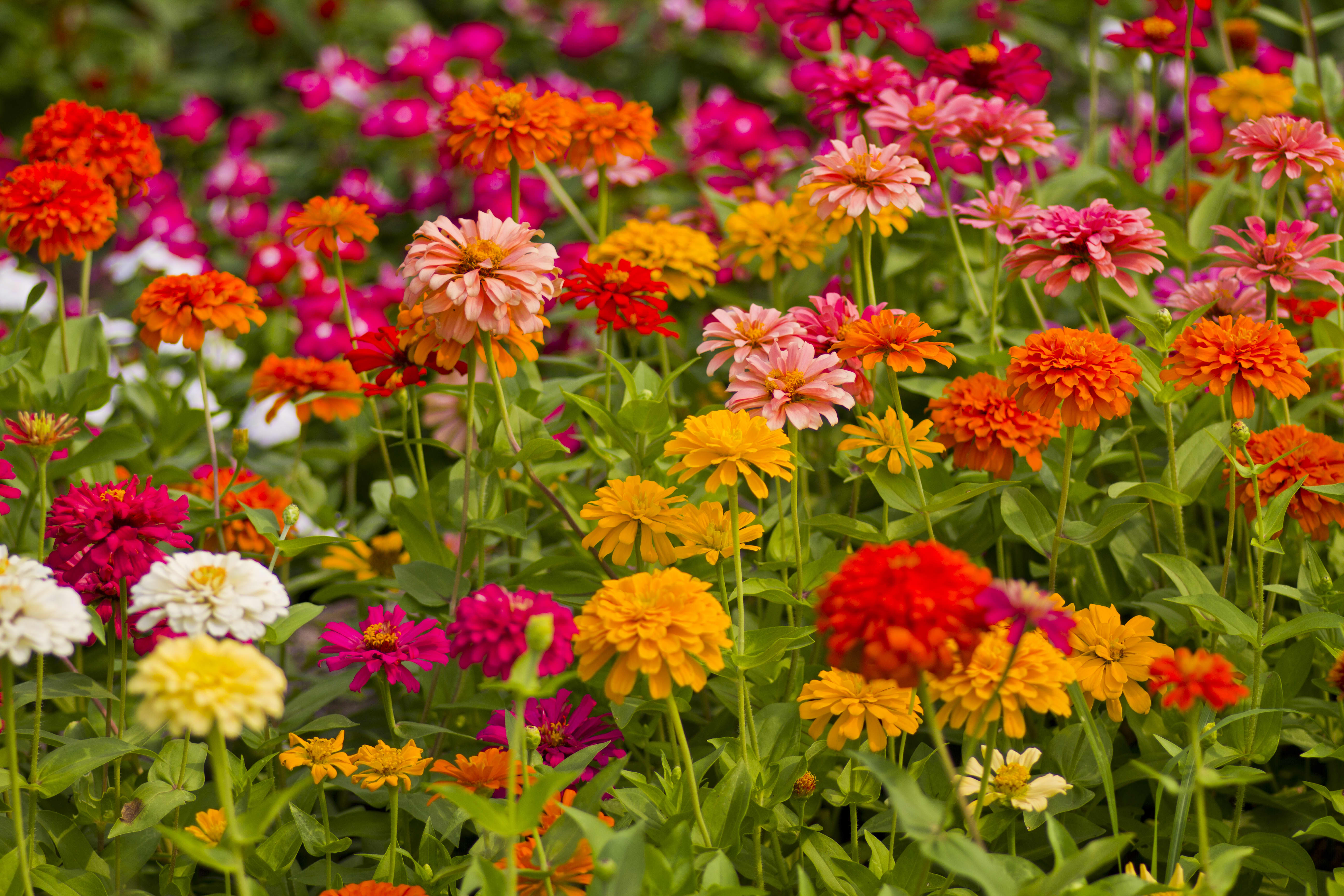 Growing Hydroponic Flowers