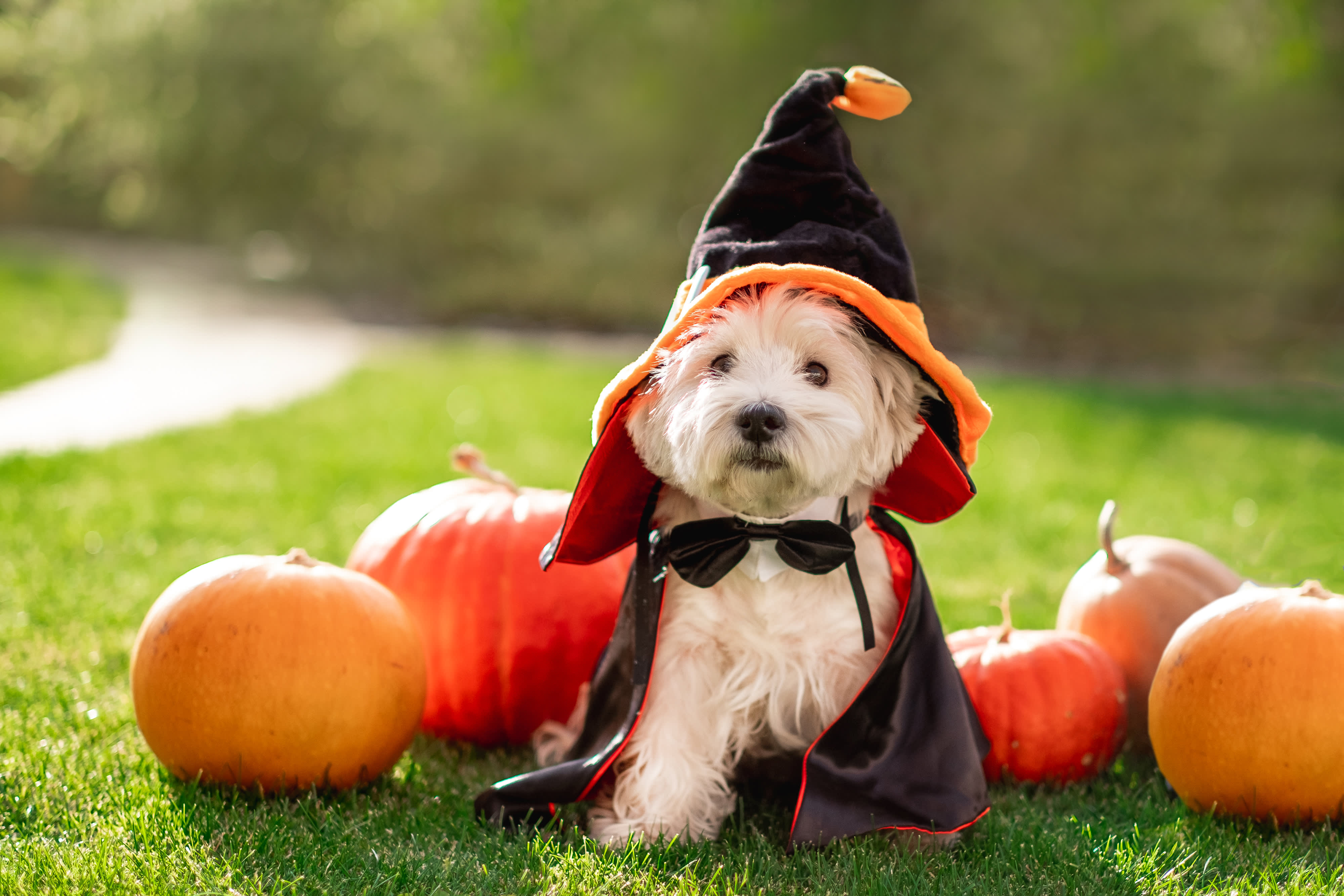 halloween puppies