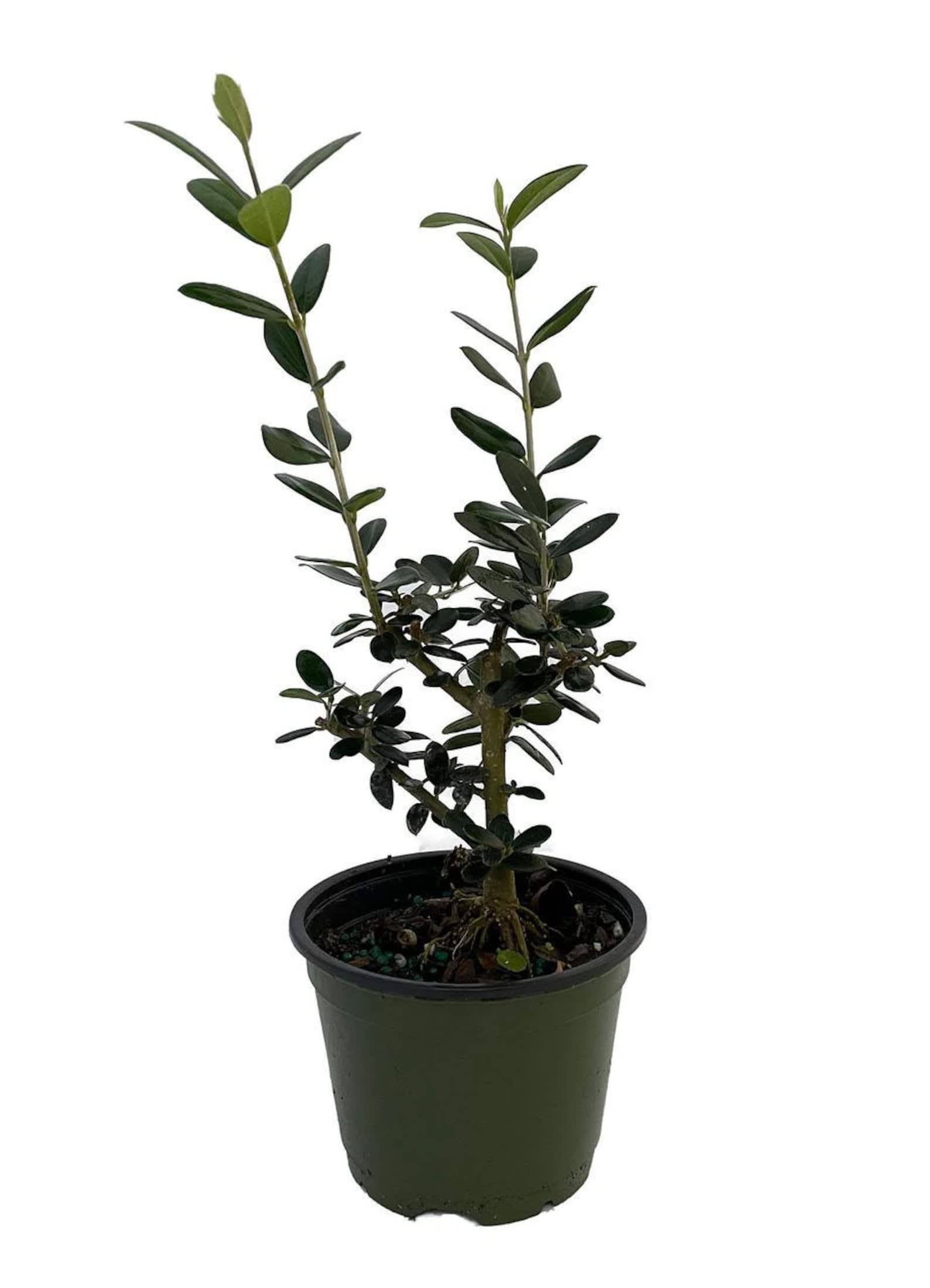 How to Grow & Care for Olive Trees