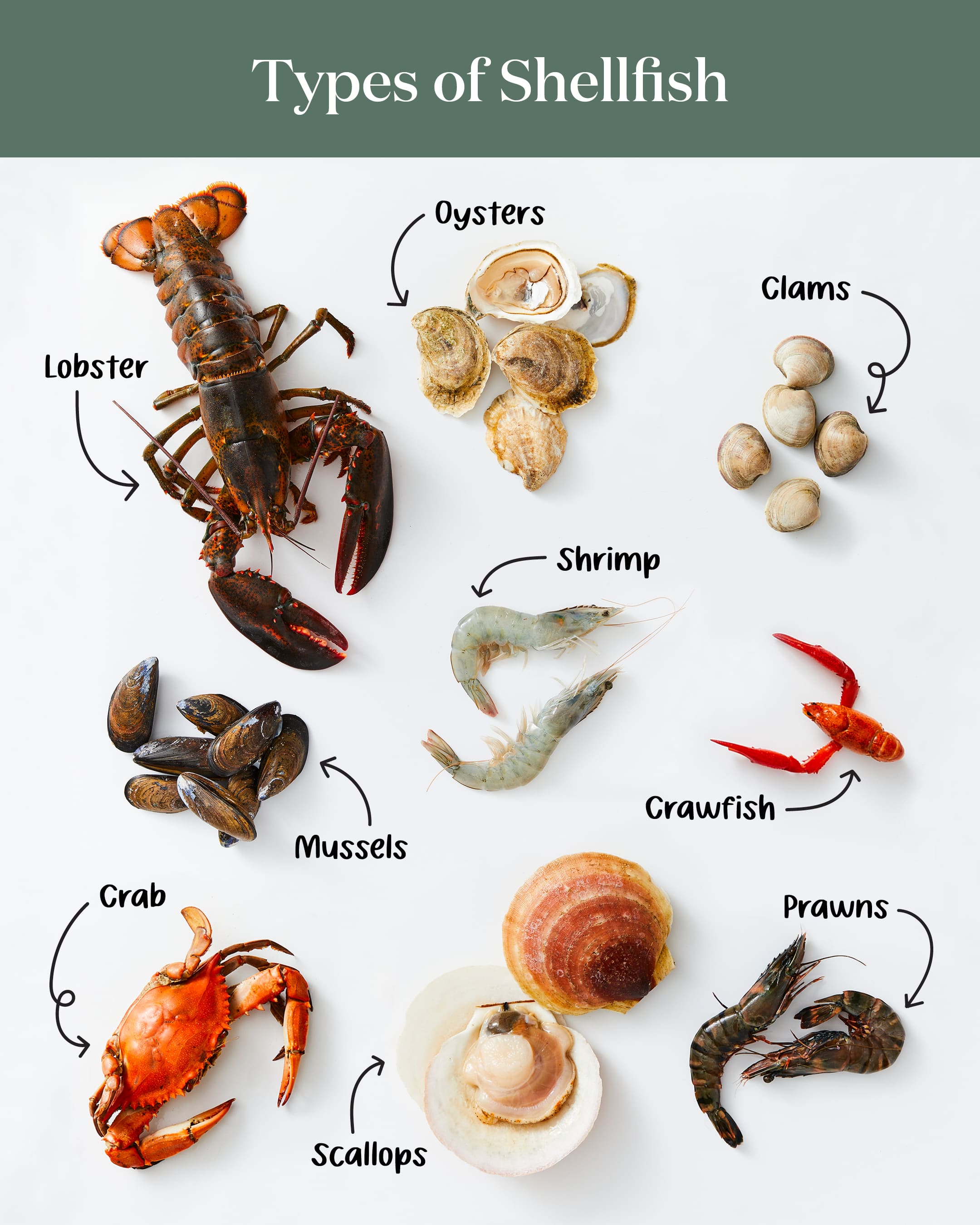 The 9 Most Popular Types of Shellfish