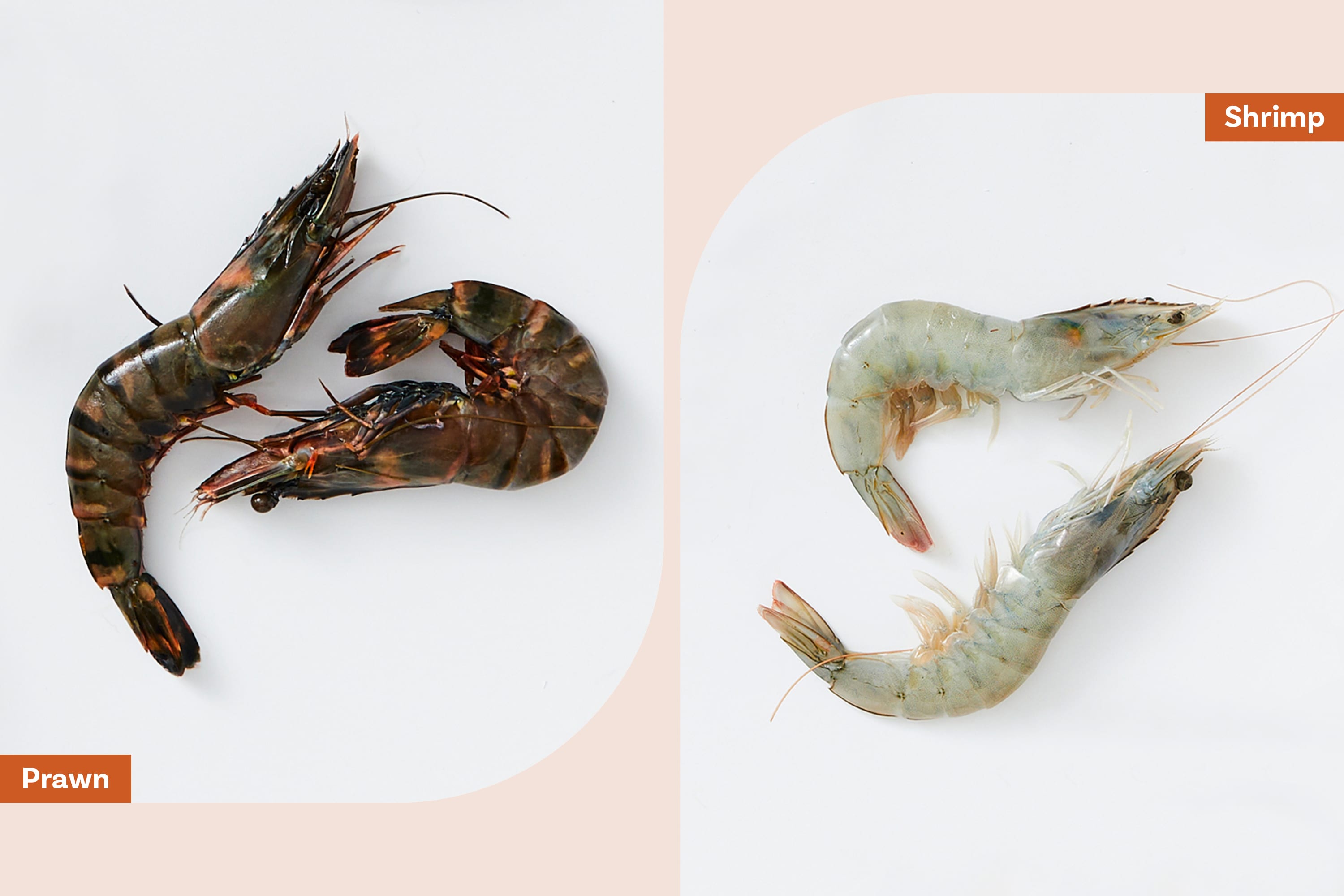 Shrimp vs Prawns: What's the Difference Between Prawn and Shrimp?