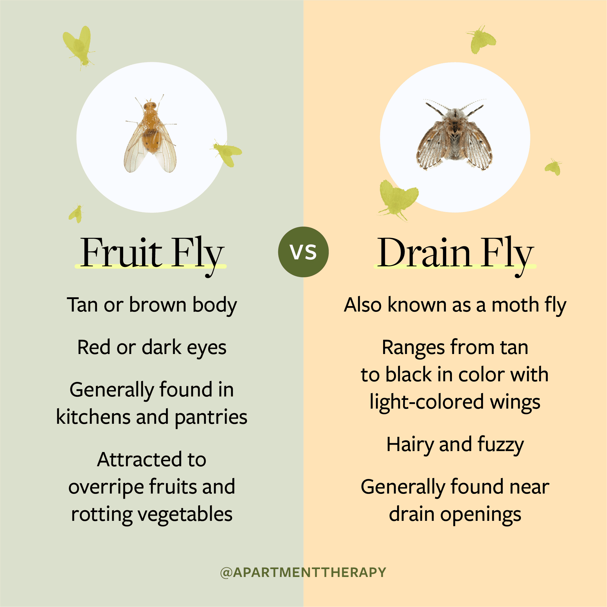 Drain Flies   At Fruit Vs Drain Fly 