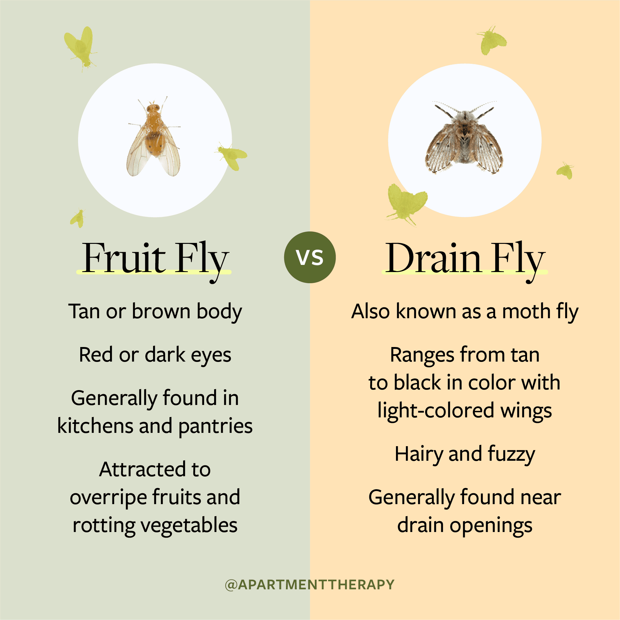 How To Get Rid Of Fruit Flies In Drain How To Identify And Get Rid Of 