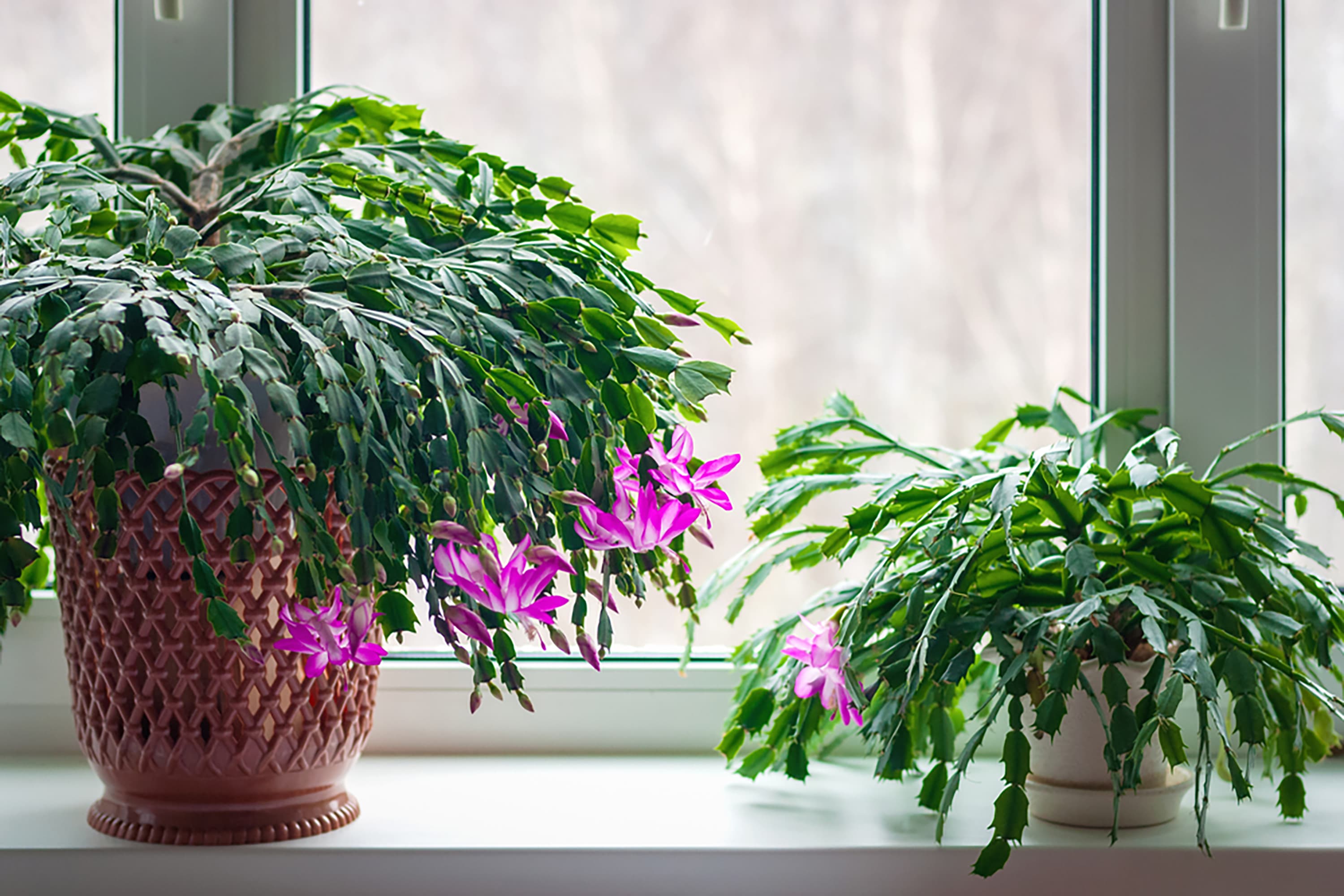 Thanksgiving cactus blooming indoors with pink flowers