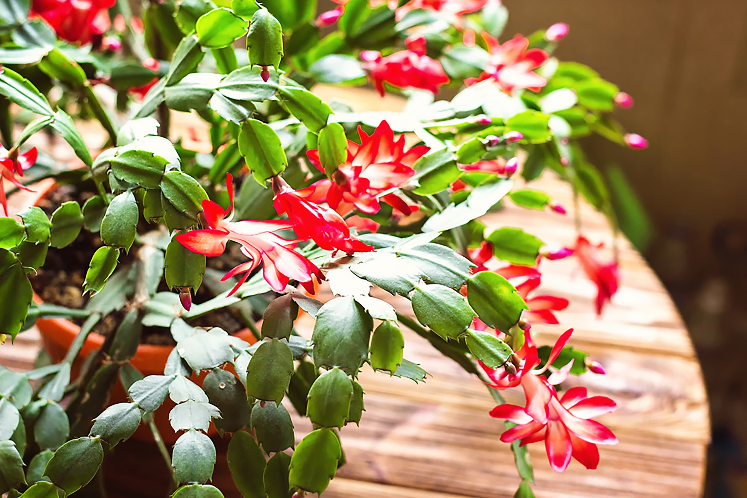 How to Grow Thanksgiving Cactus: Care Guide with Pro Advice | Apartment  Therapy