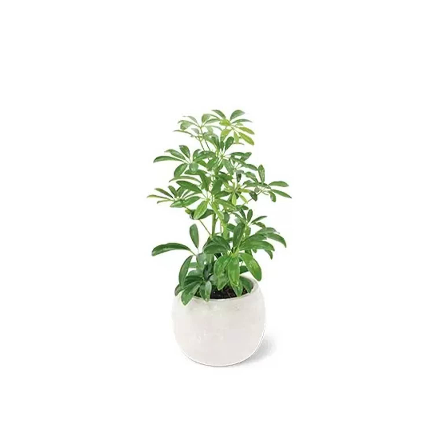 Grab Aldi's $10 Exotic Plants While You Can | Apartment Therapy