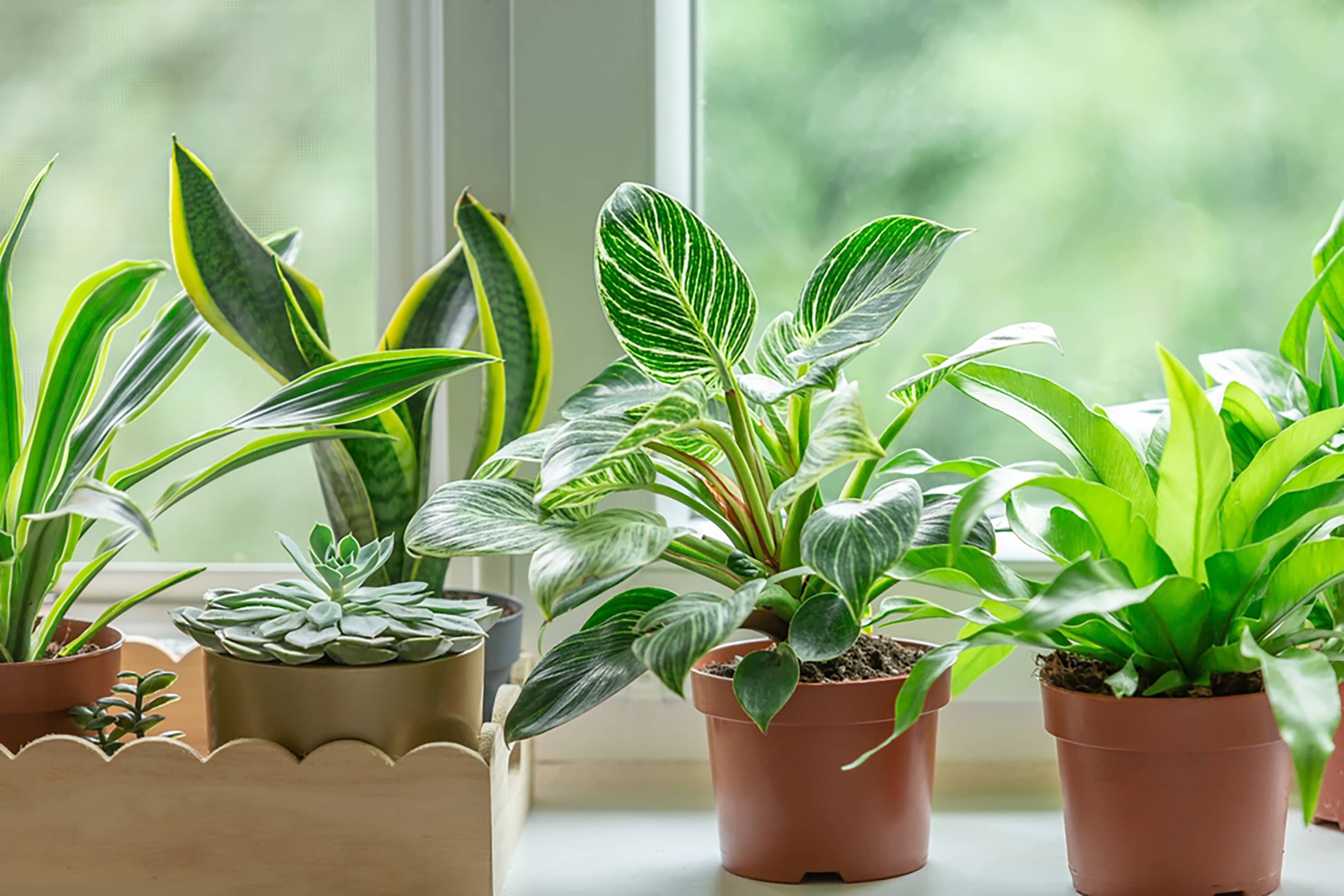 Houseplants | Apartment Therapy