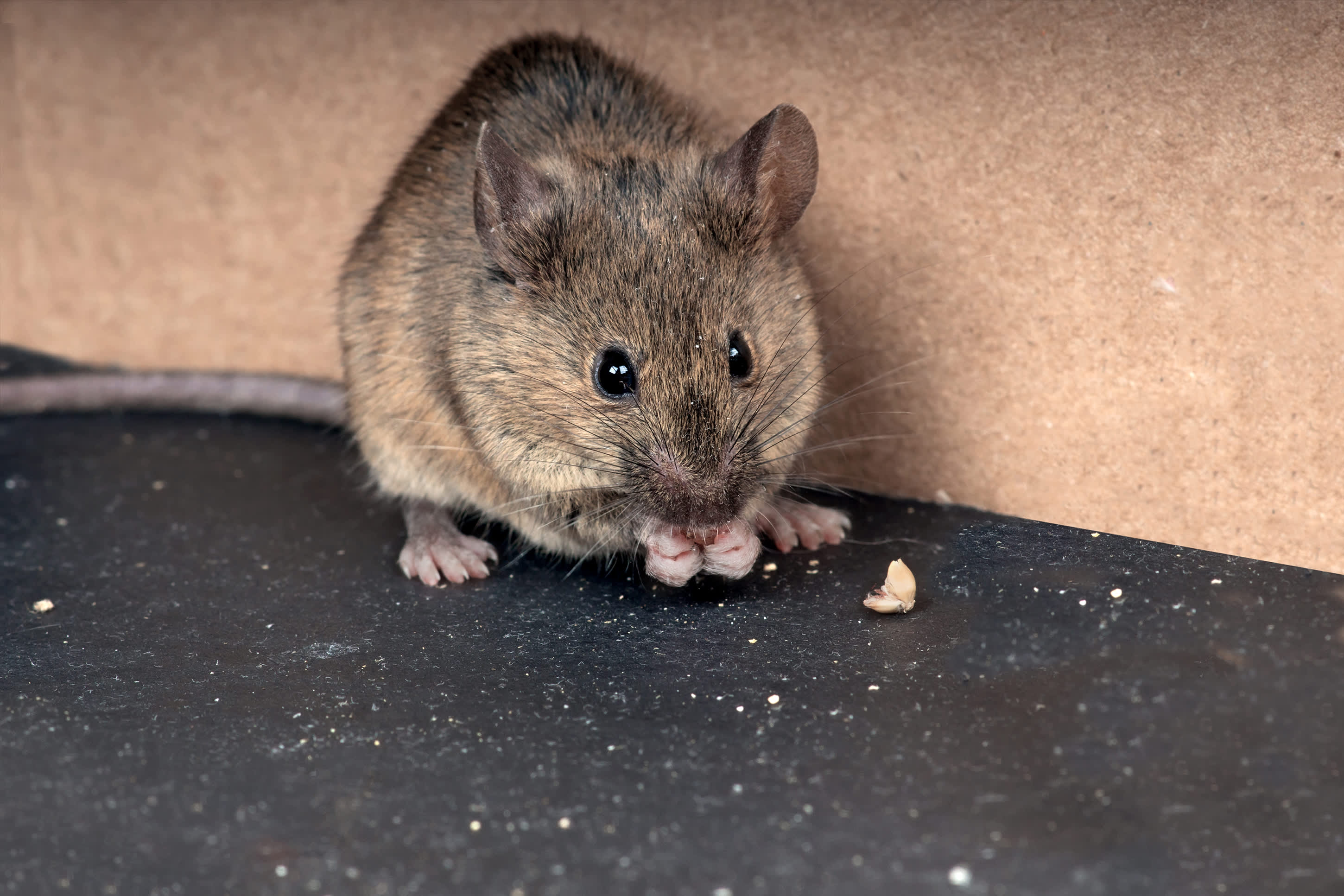 Get Rid of Mice & Rats in Garage – VA, MD, WVA