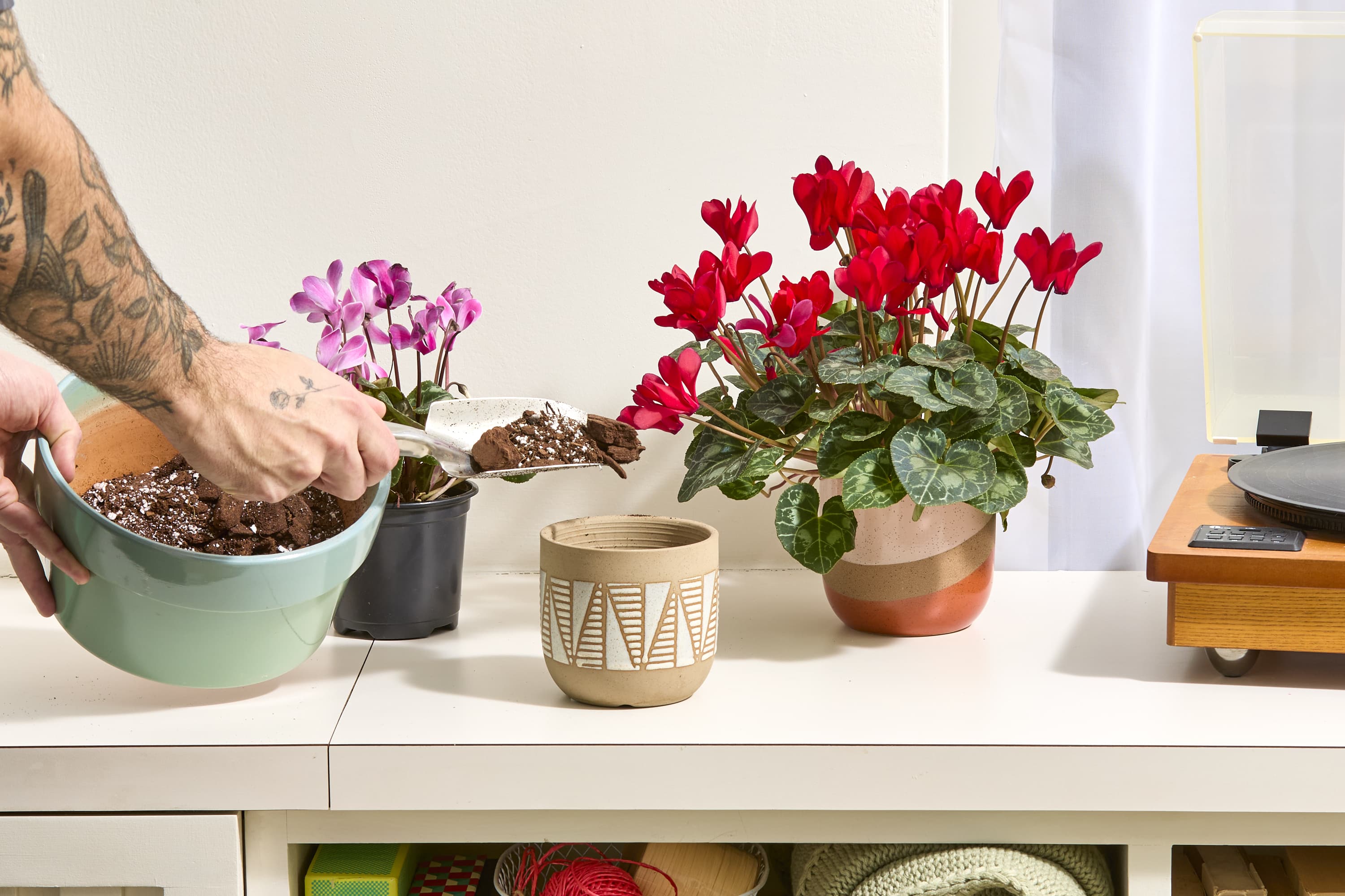 How to Care for Cyclamen: Instructions and Growing Advice | Apartment  Therapy
