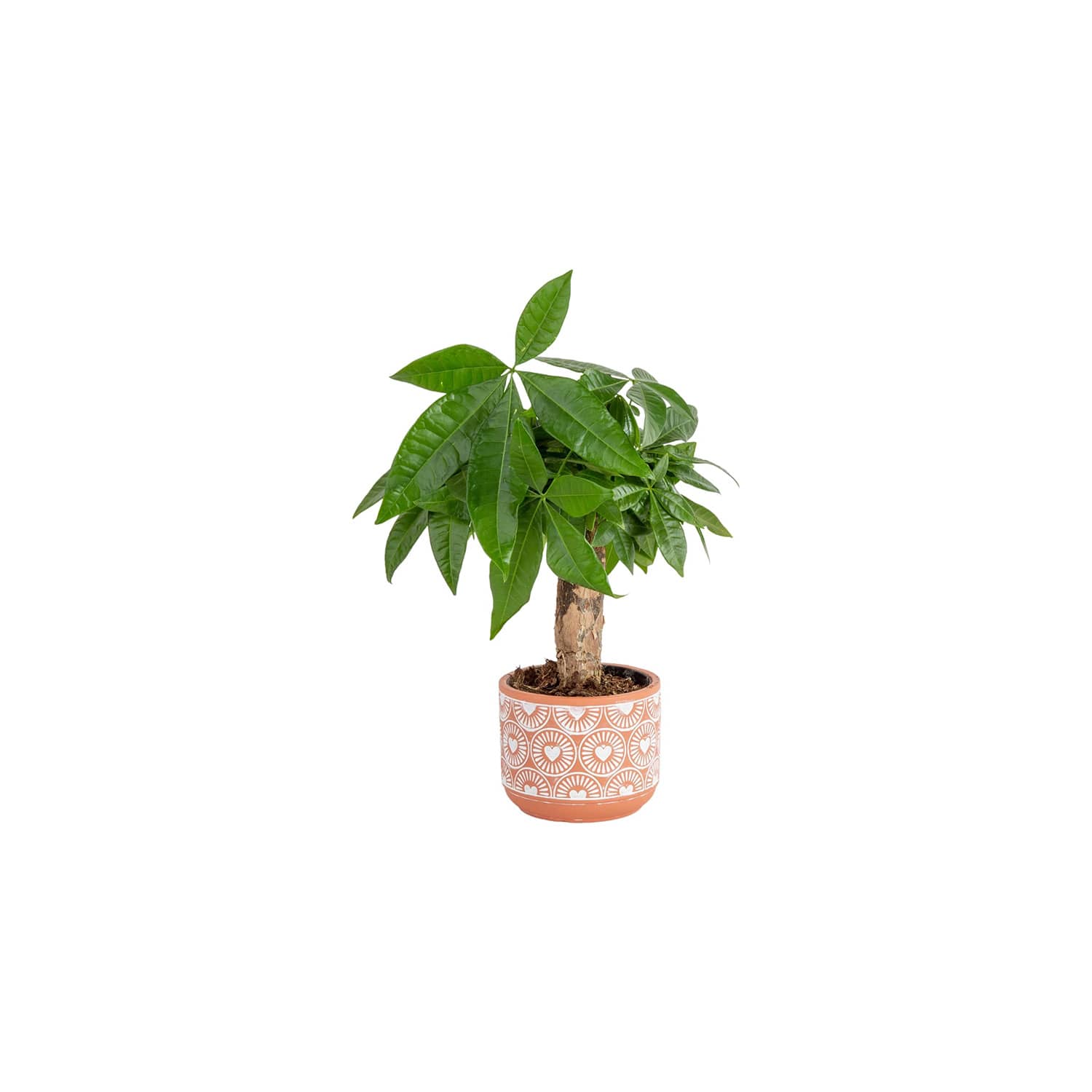 Trader Joe's Is Selling Prosperous Money Trees for $13 | Apartment Therapy