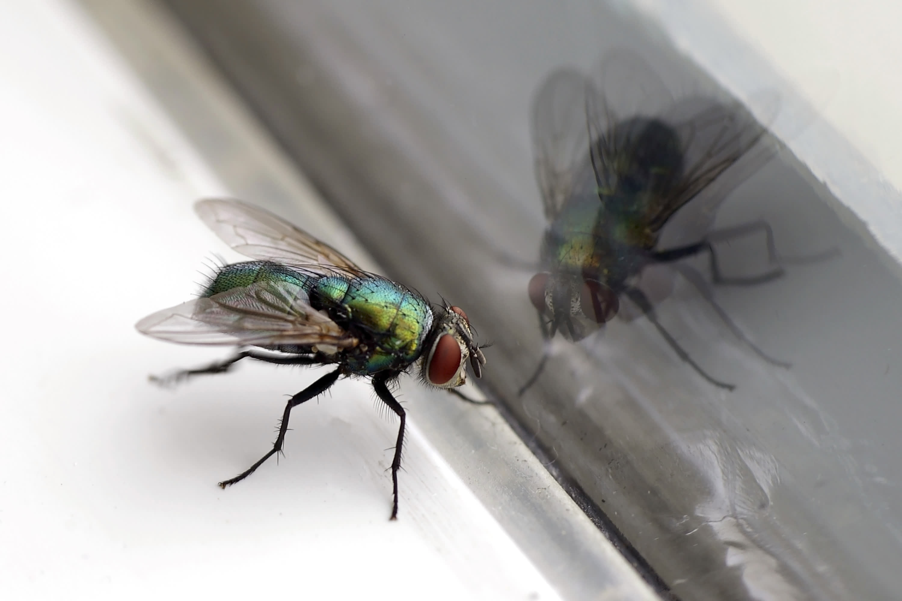 How to Get Rid of House Flies, According to Experts