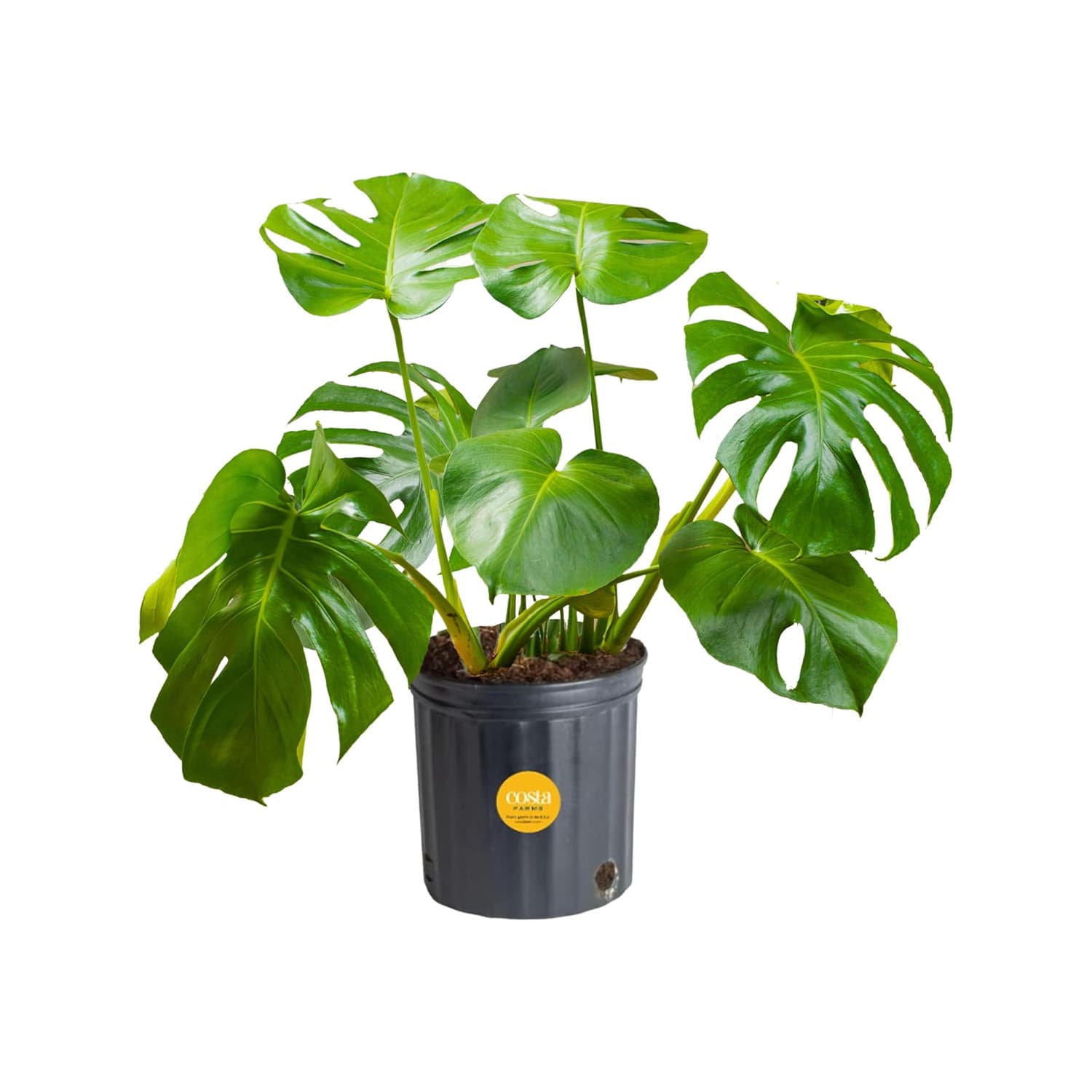 silvery ann pothos Scindapsus 'Silvery Ann' 6 main image 0