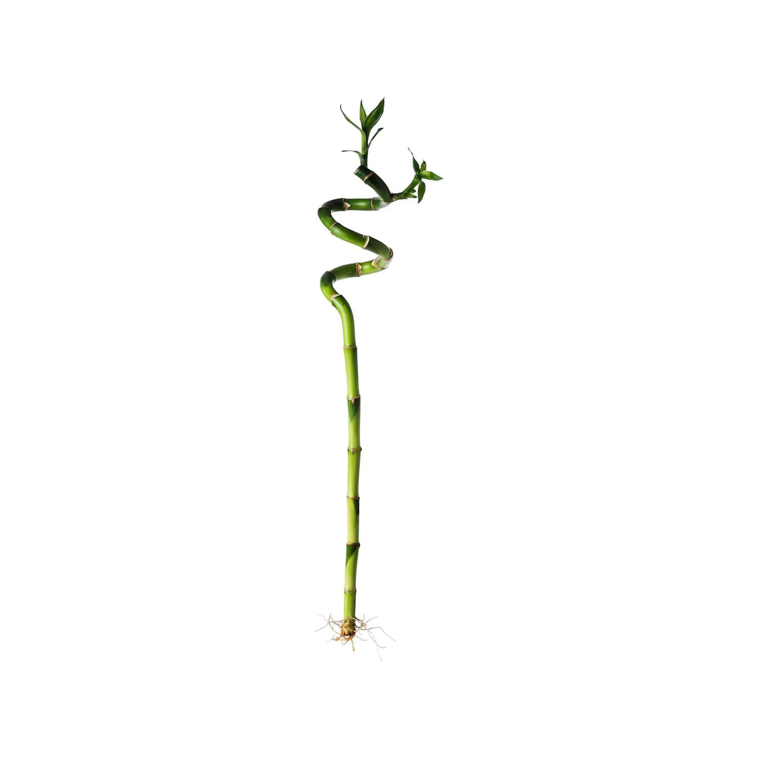is jade plant a succulent Jade Crassula – Urbane Eight Inc main image 1
