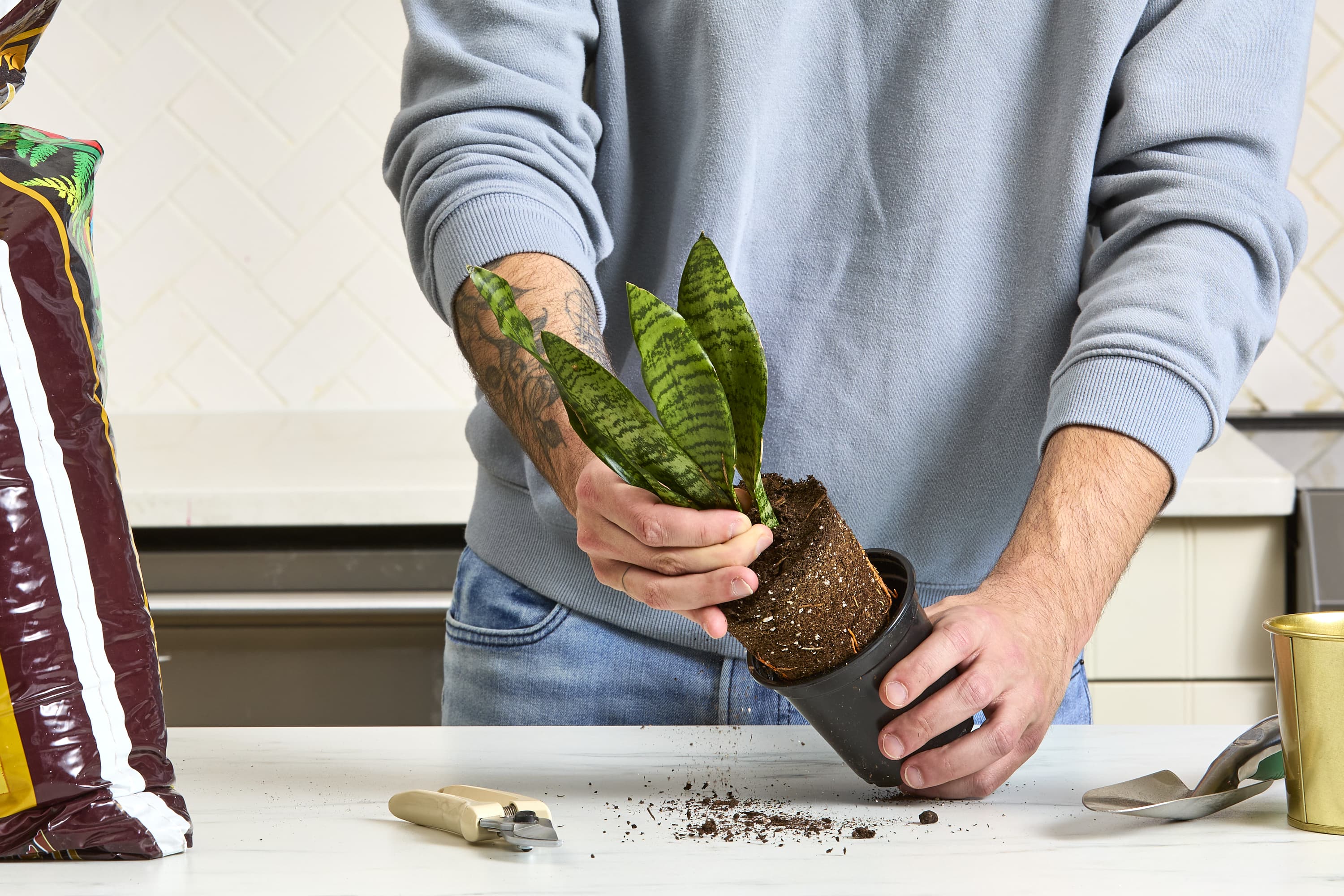 sansevieria metallica siam silver Snake Plant 'Sayuri' | Indoor Plant | Tropical Plant | Potted Plant