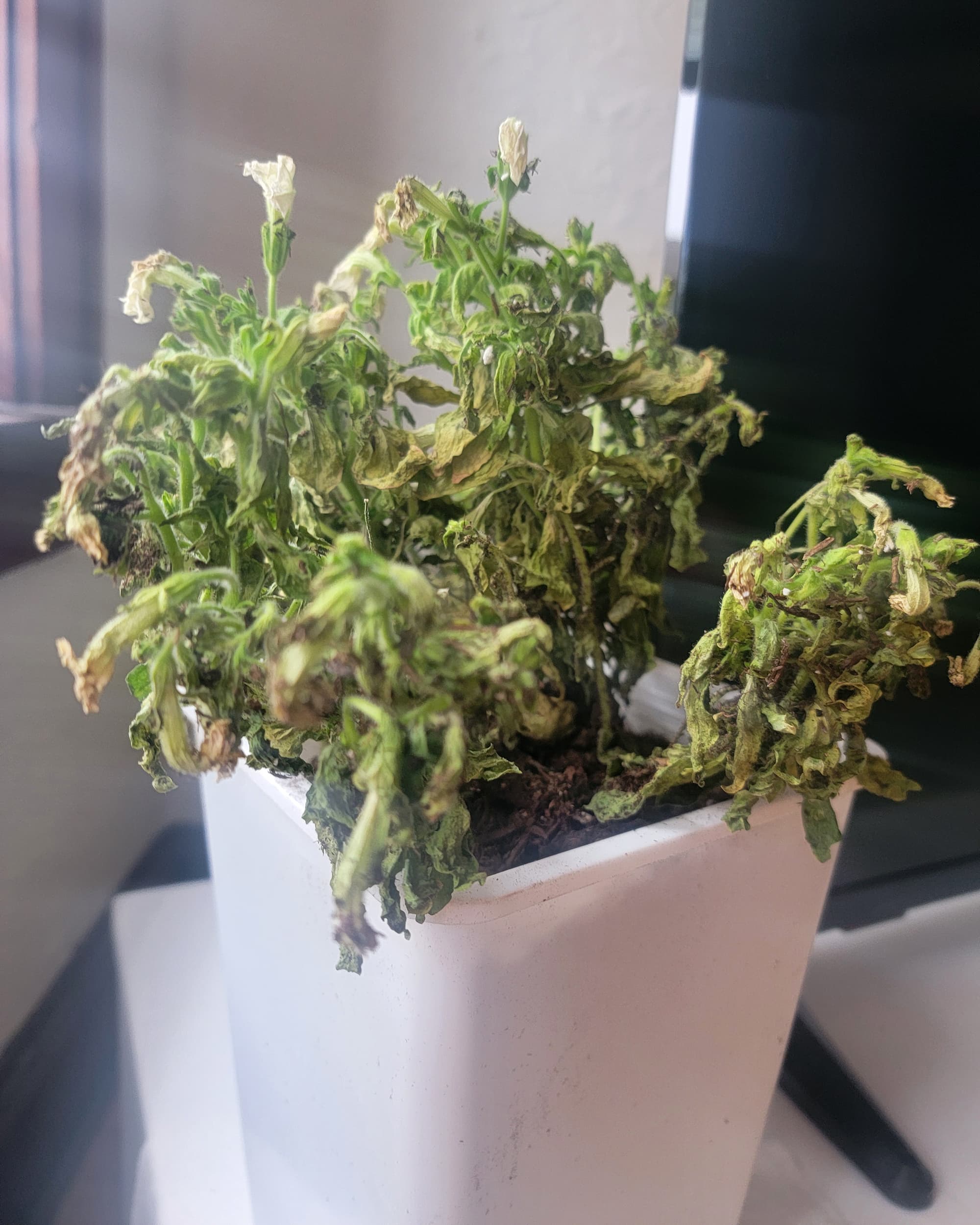 The Firefly Petunia Is the First Glow-in-the-Dark Plant | Apartment Therapy