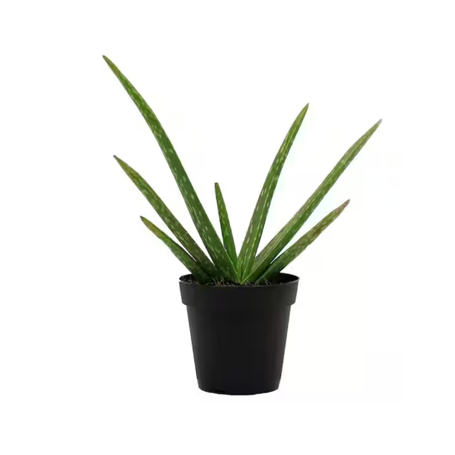 Aldi Is Selling $5 Aloe Plants, Just in Time for Spring | Apartment Therapy