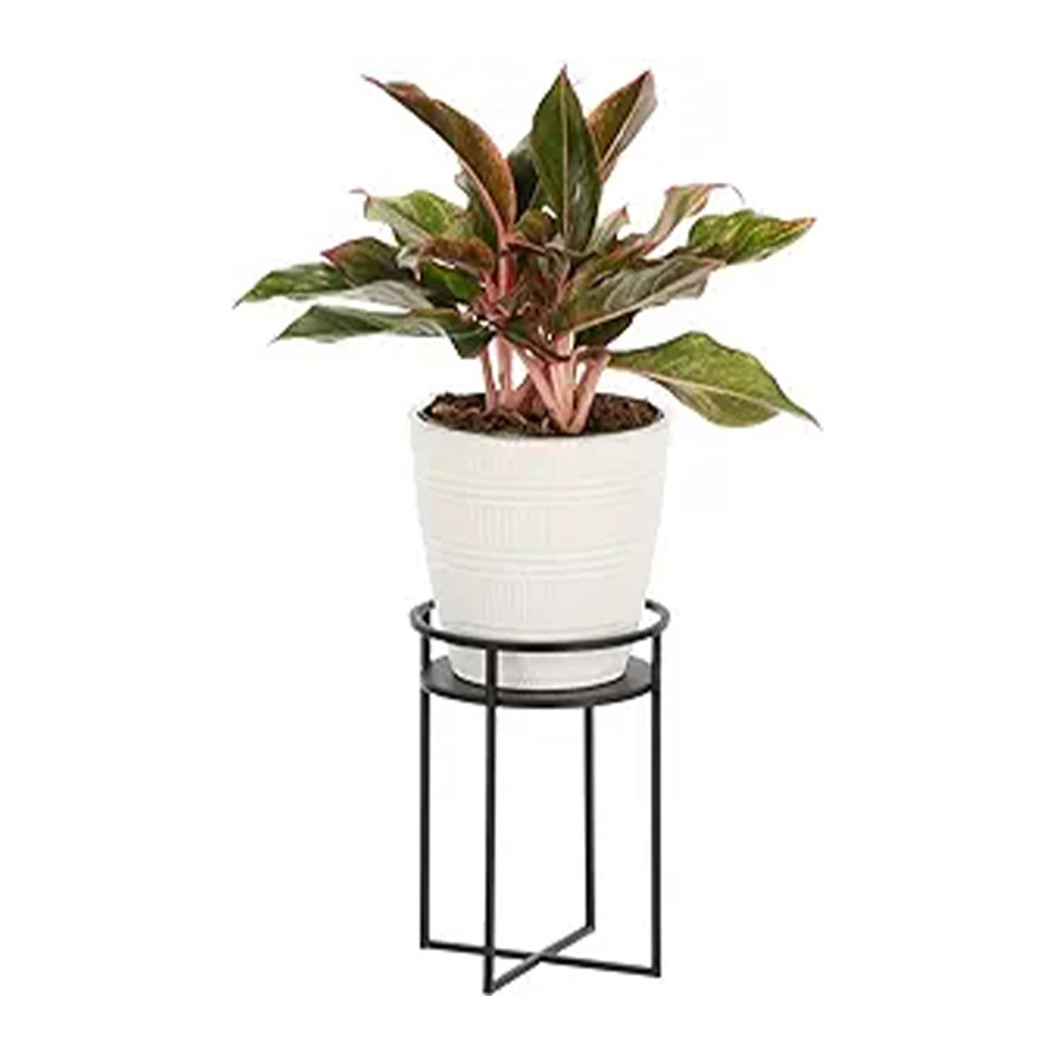 about dieffenbachia plant Costa Farms 12 inch Grower's Choice Dieffenbachia Live House Plants in 5 inch Self-Watering Planter, Size: Medium