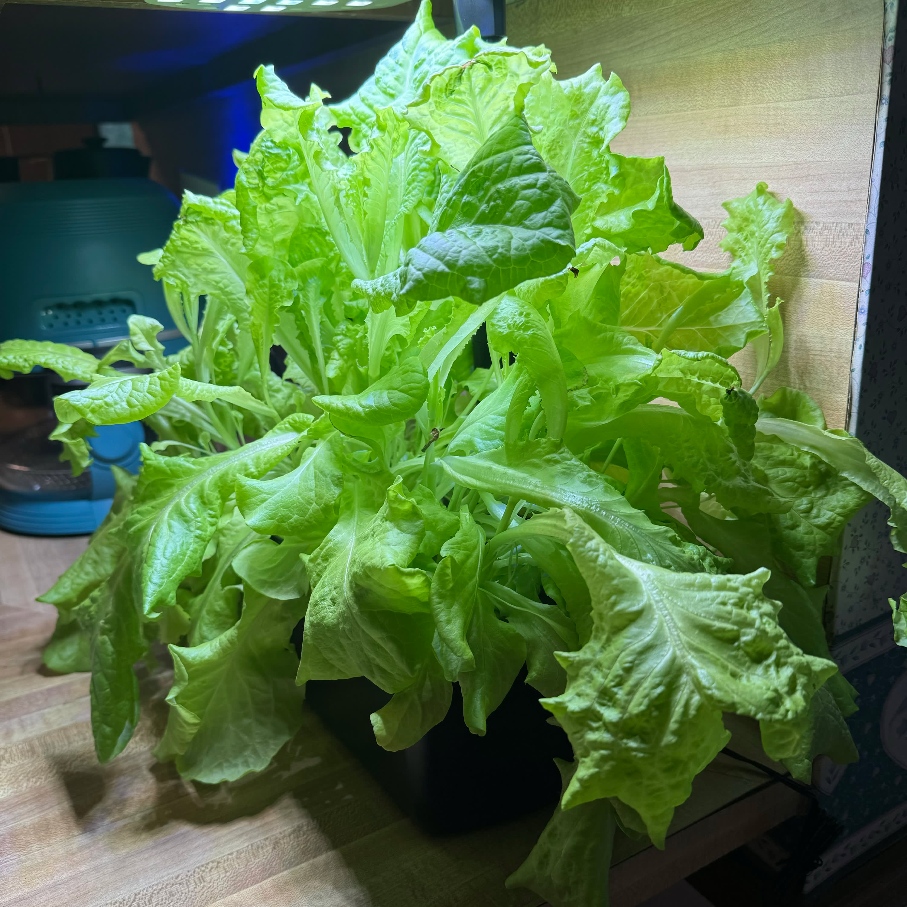 I Tried the AeroGarden Harvest 2.0  Here's My Honest Review | The Kitchn