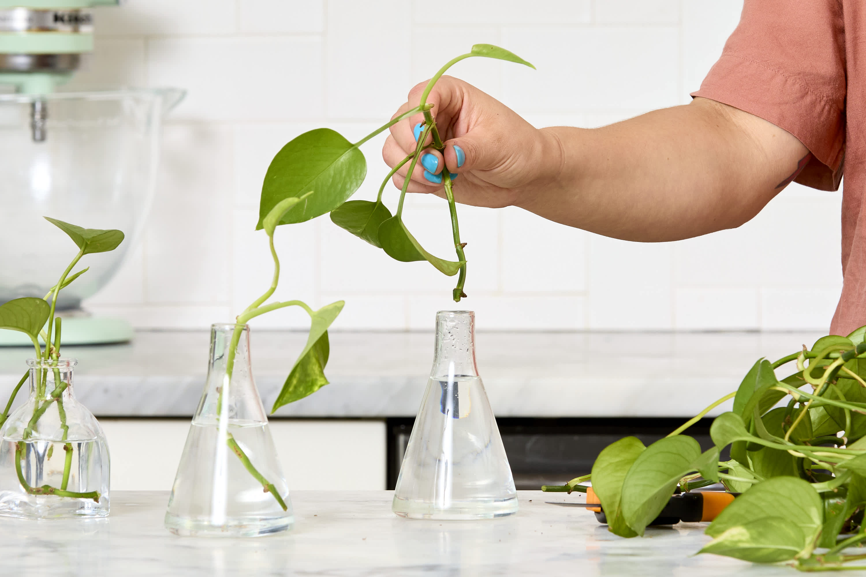 10+ How Do You Grow Hydroponic Plants How To Grow Hydro Plants Indoors
