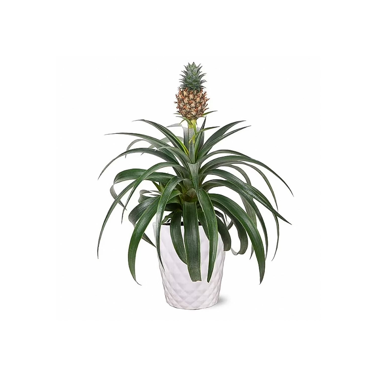 amazon ponytail palm Ponytail Palm Houseplant with Planter - Large (20