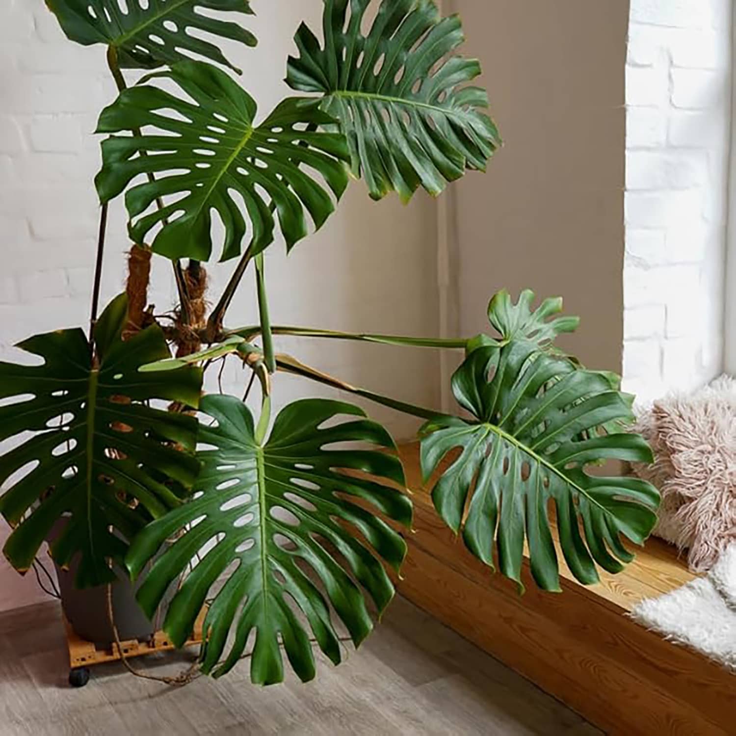 philodendron pteromischum Buy Costa Rica Fernleaf Philodendron – Ed's Plant Shop – Ed's Plant Shop main image 0