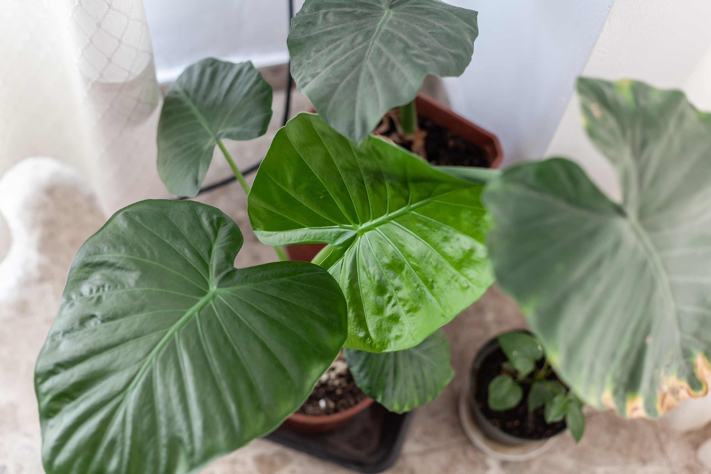Elephant Ear Care 101: Tips & Tricks from a Garden Expert | Apartment  Therapy
