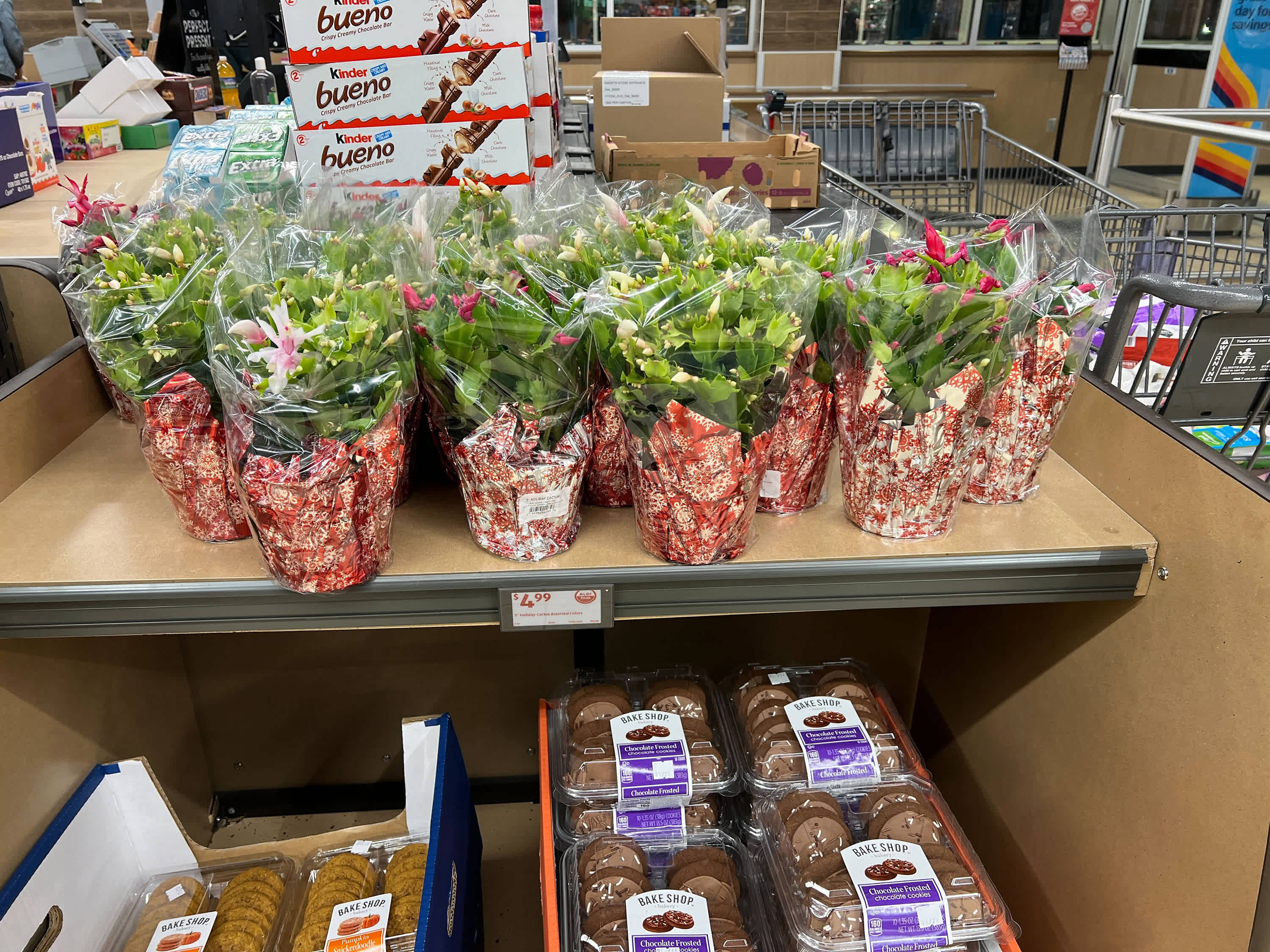 Aldi Has Thanksgiving Cactus Plants for Just $5 | Apartment Therapy