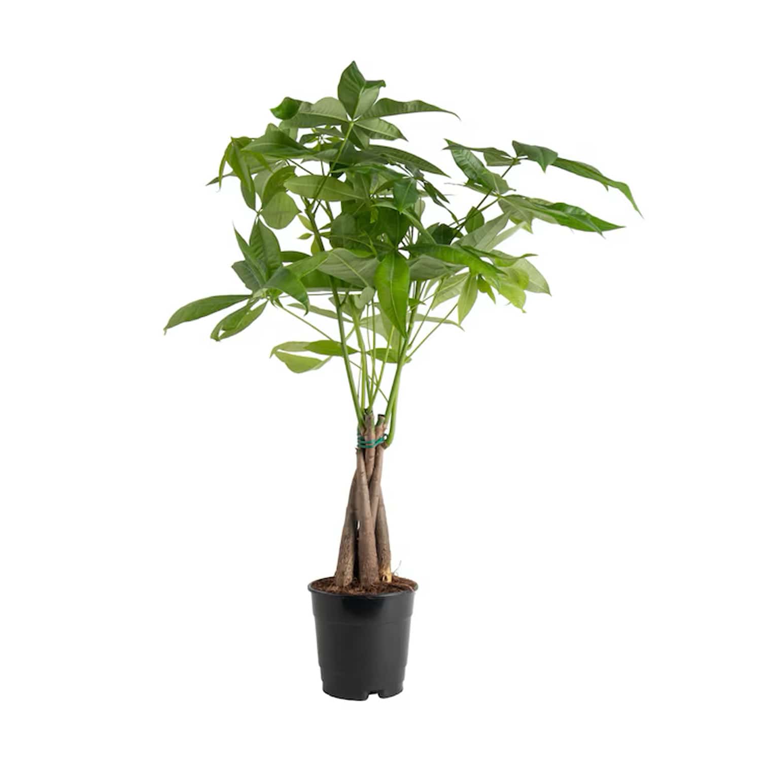 live money tree Chinese Money Tree Live Plant - Pachira Aquatica - Braided Chinese Money  Plant Live - 12 to 16 inches Tall Live Bonsai Tree - Air Purifying Plant