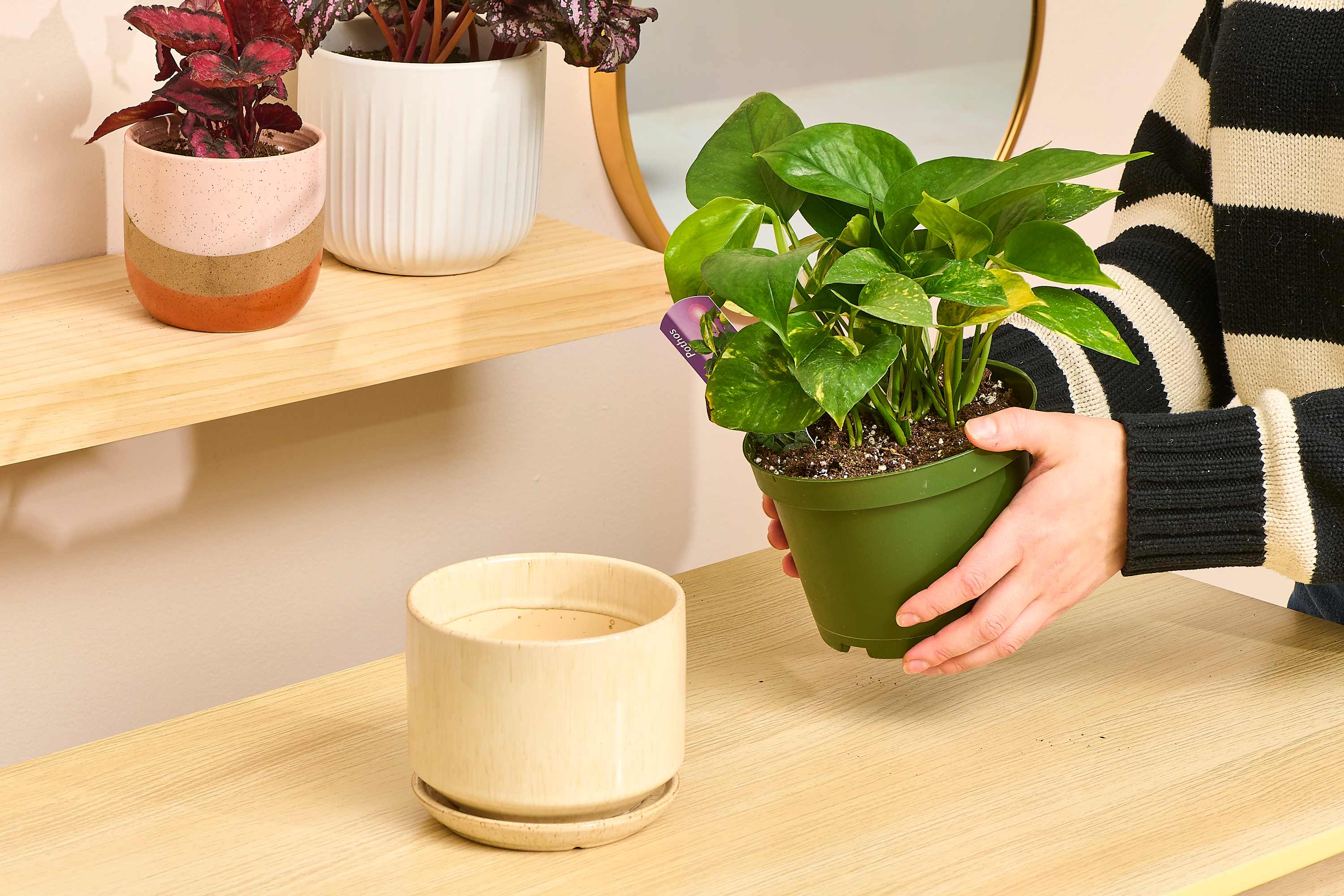 The First Thing I Always Do When I Buy a New Plant | Apartment Therapy