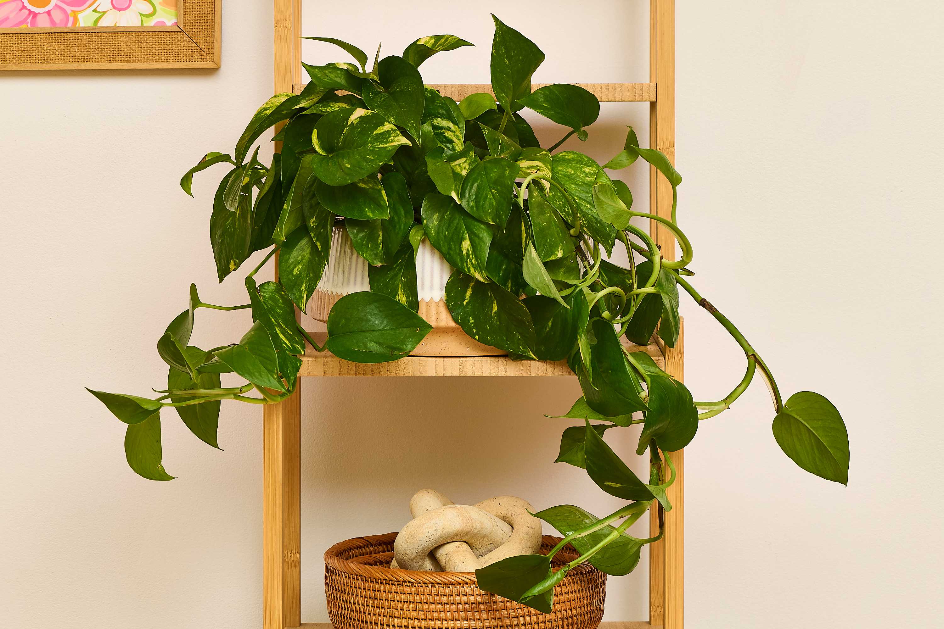 hanging moss ball plant Bead Kokedama Moss Ball Hanging Plant