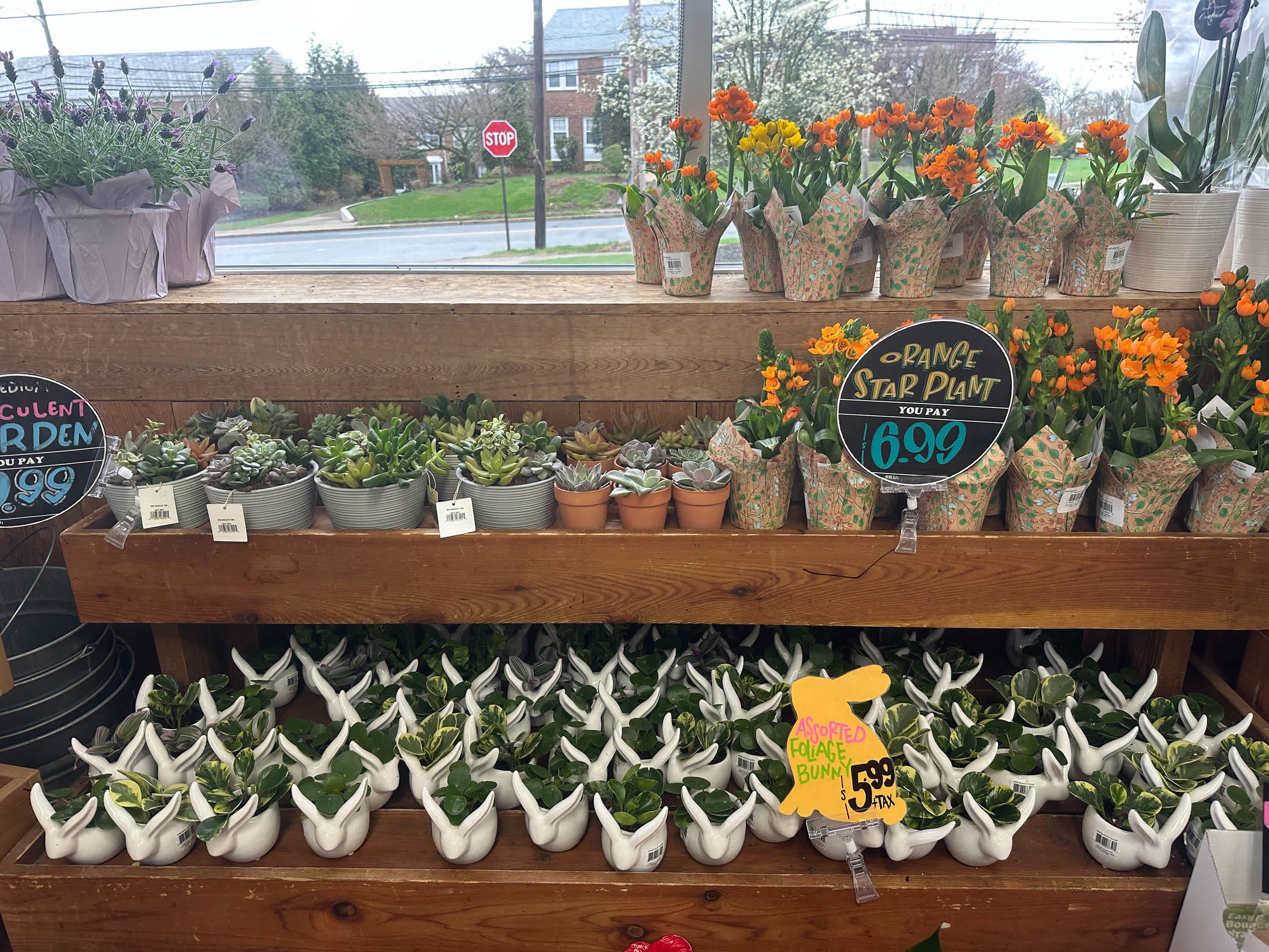 Trader Joe's Bunny Planters Are Back for the Spring Season | Apartment  Therapy