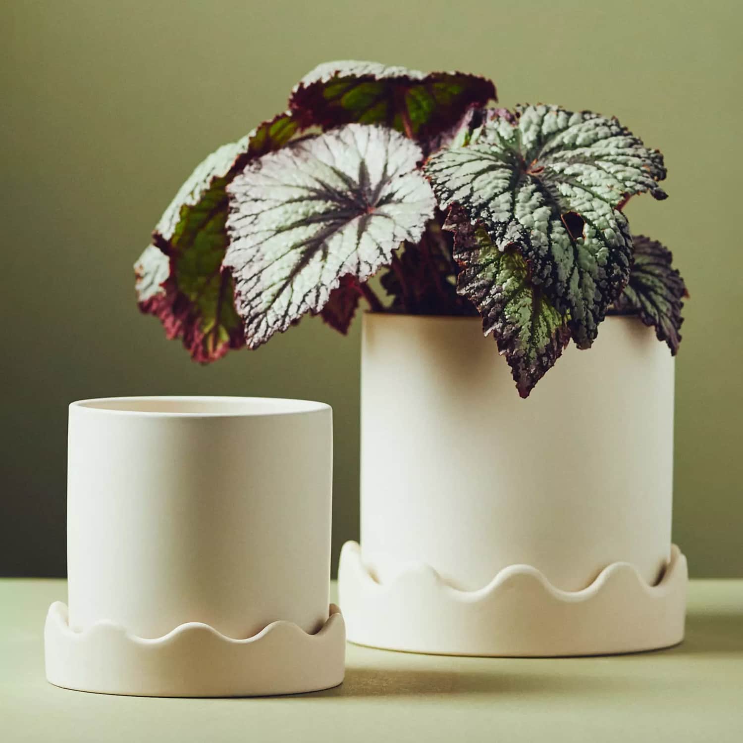 pissaro-scalloped-ceramic-pots.jpg