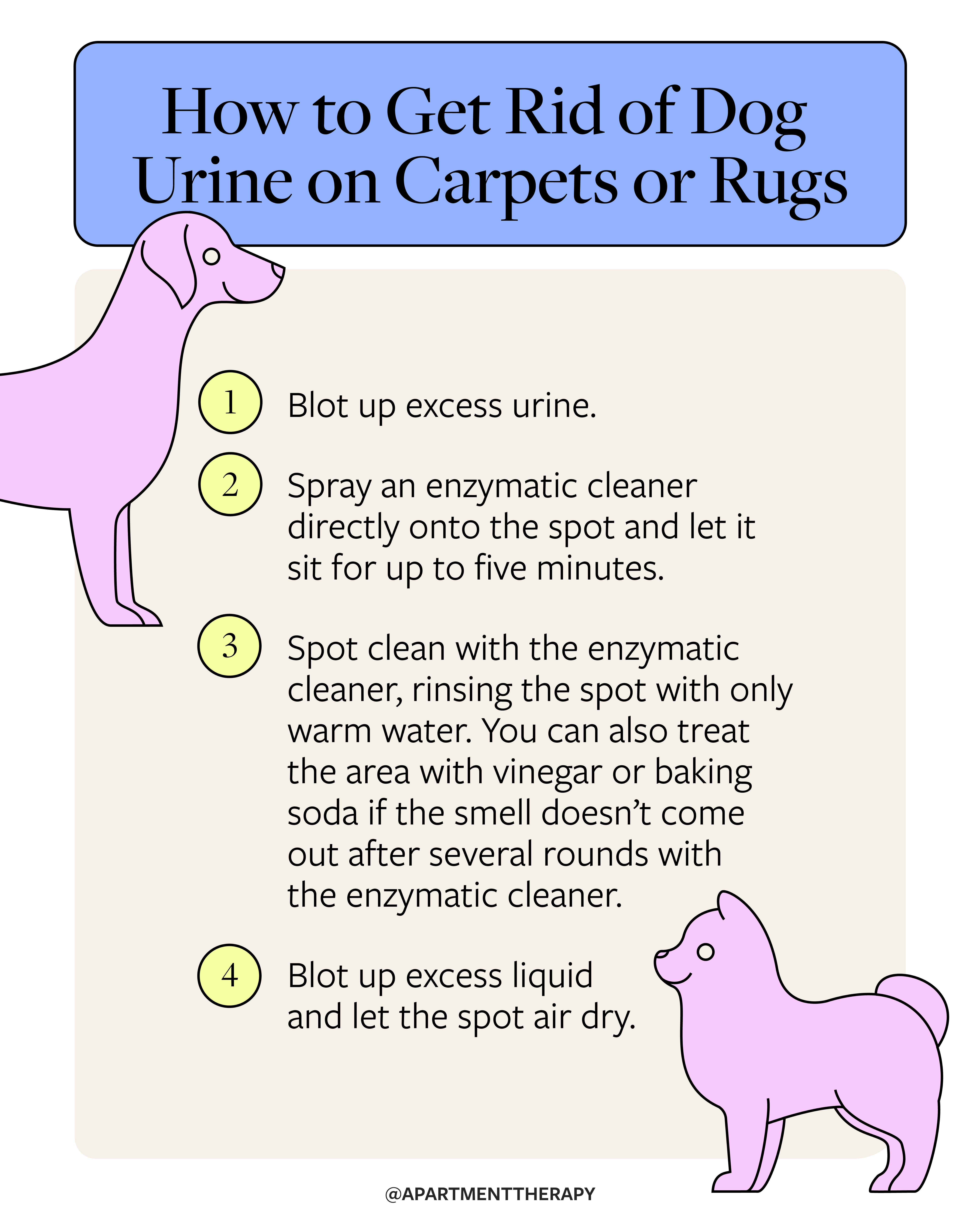 How to Get Rid of Dog Urine Smell Anywhere in Your Home